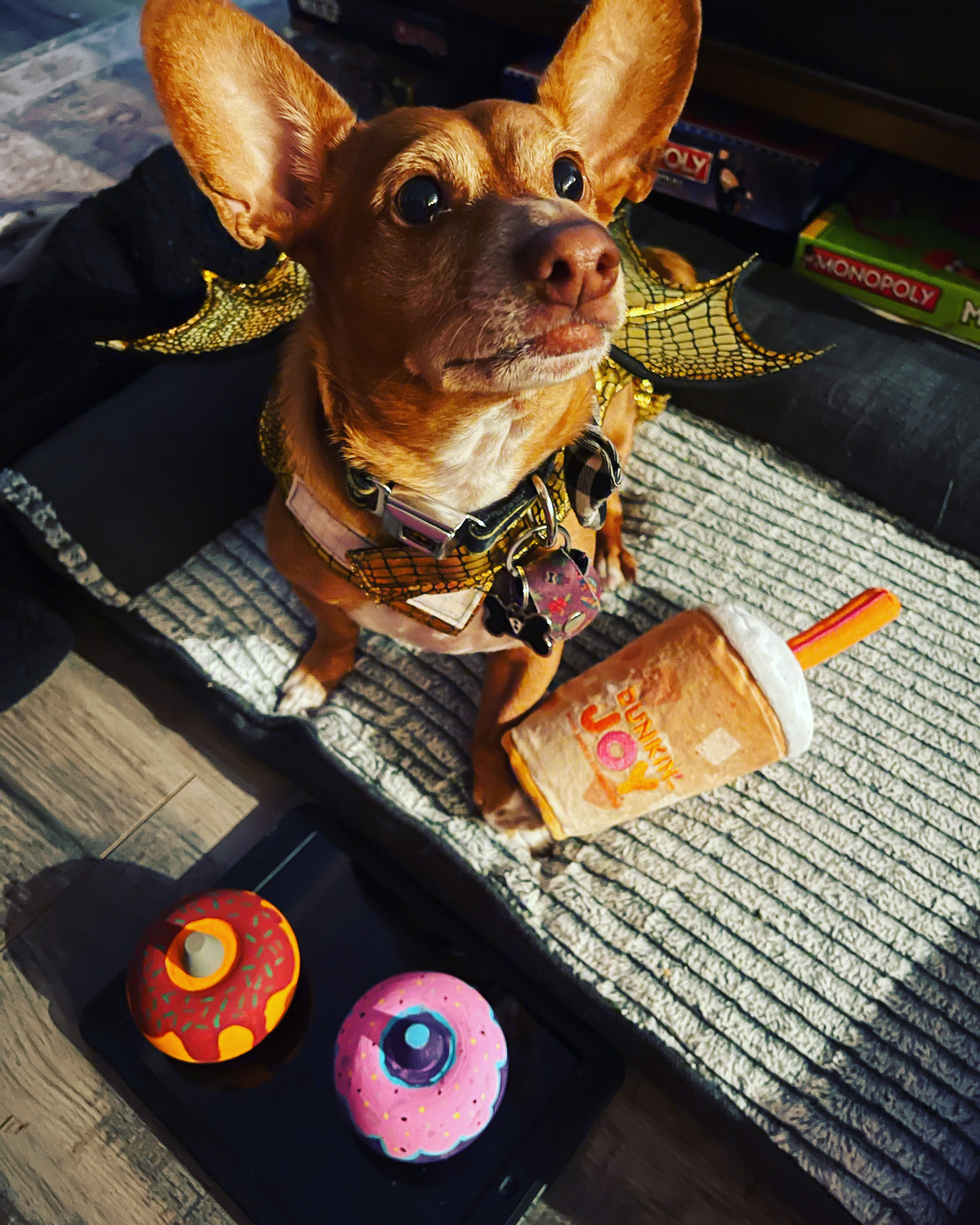 @oscar-the-chiweenie