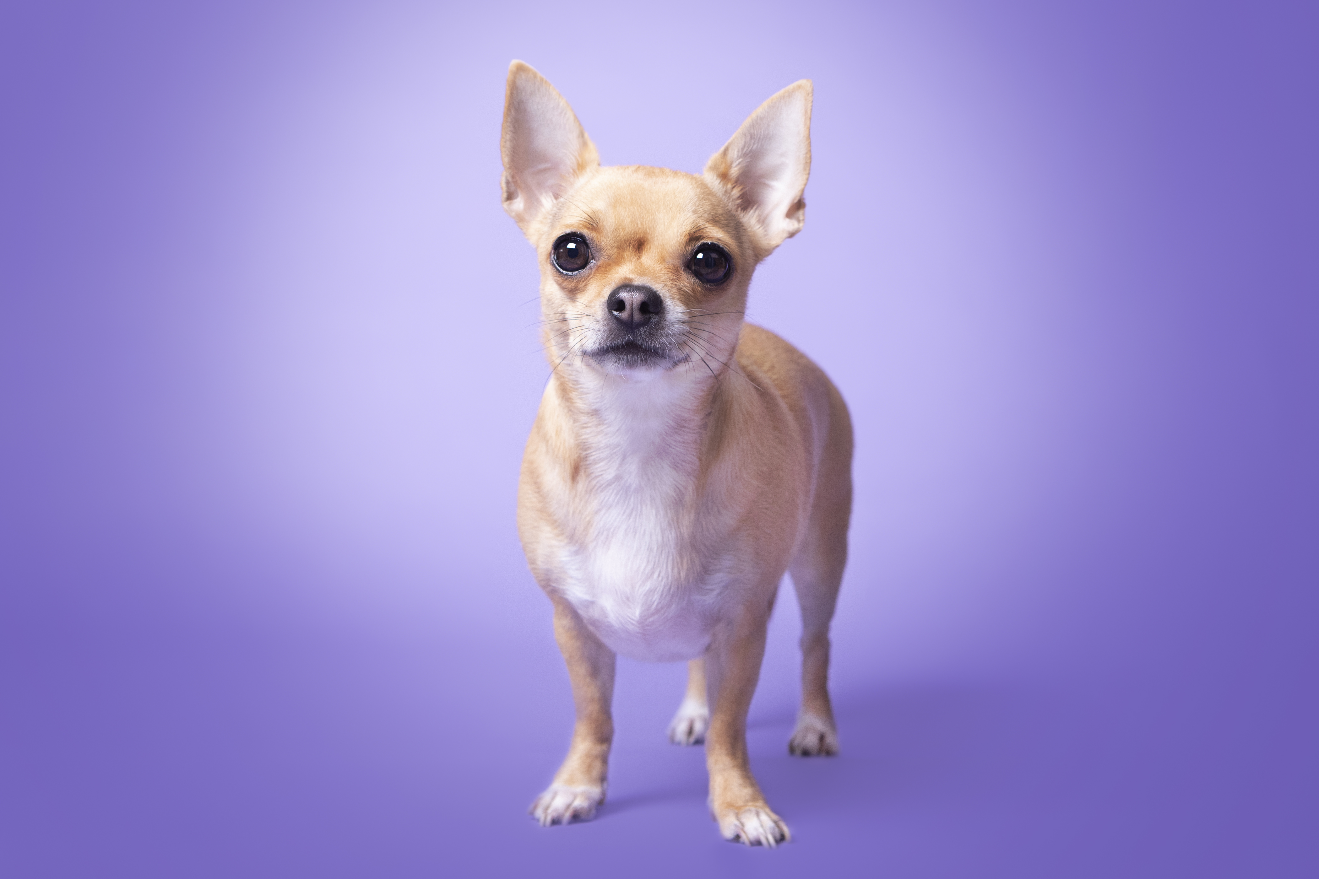 @pipthechihuahua