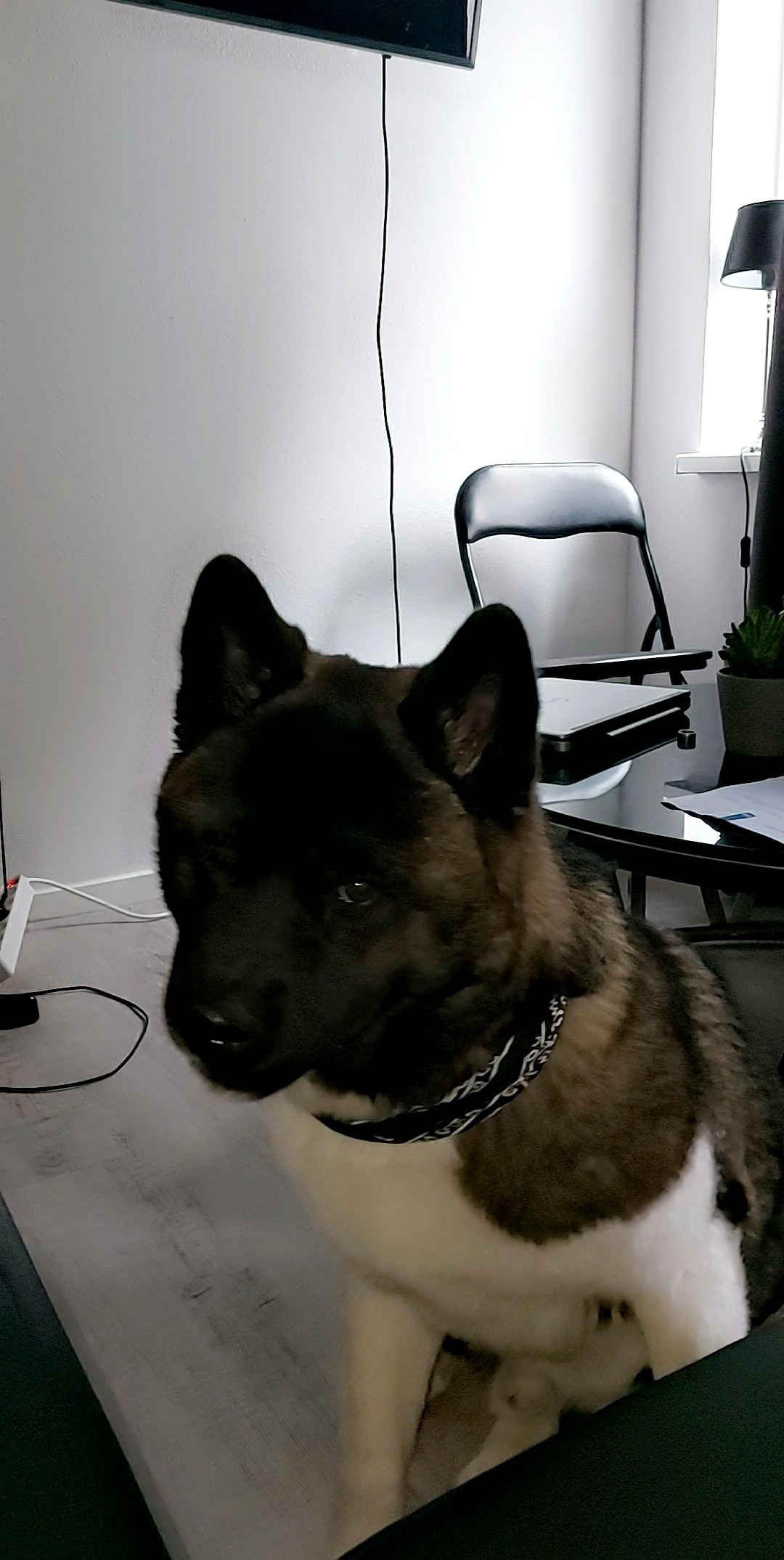 @benzothedogg