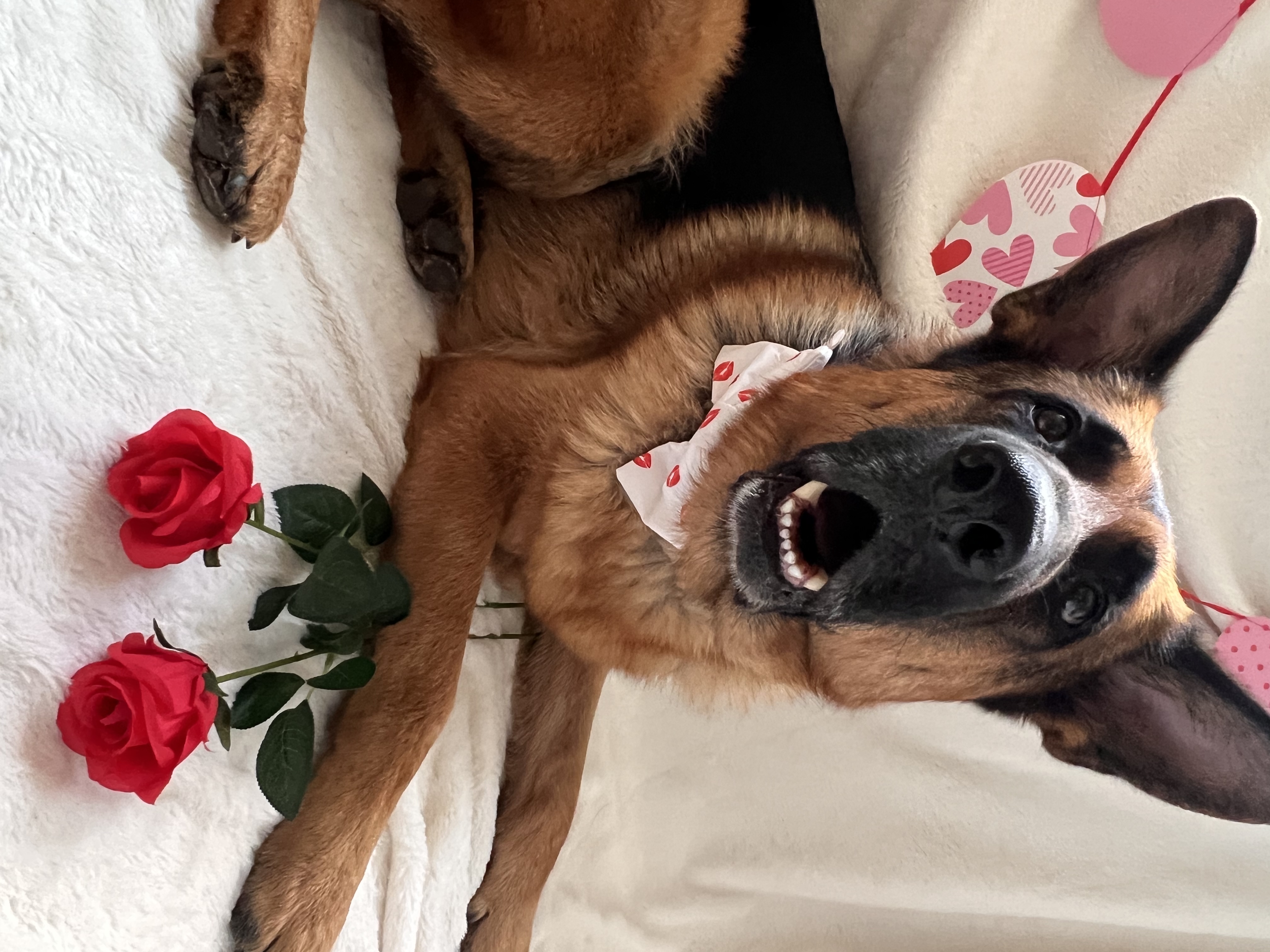 @the-adventuresoflittleandlarge