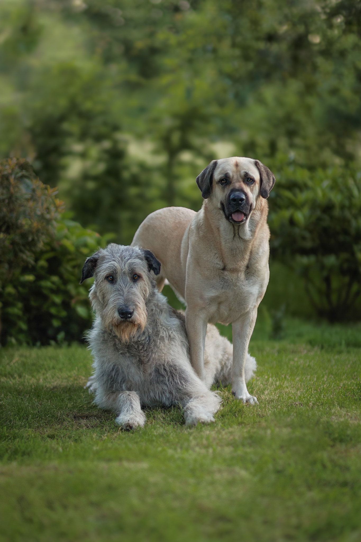 @trevor_thewolfhound