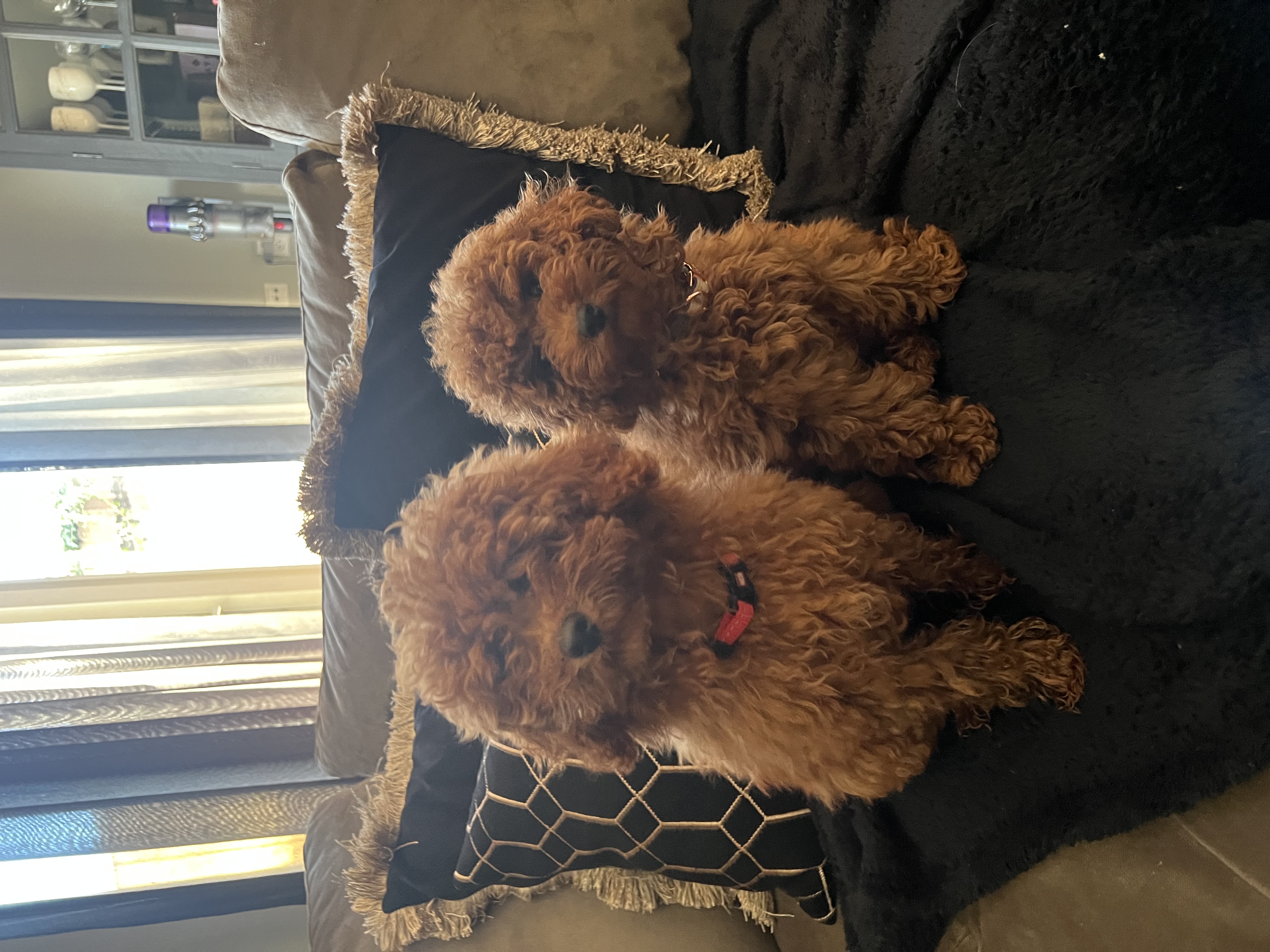 @toypoodle-nederland