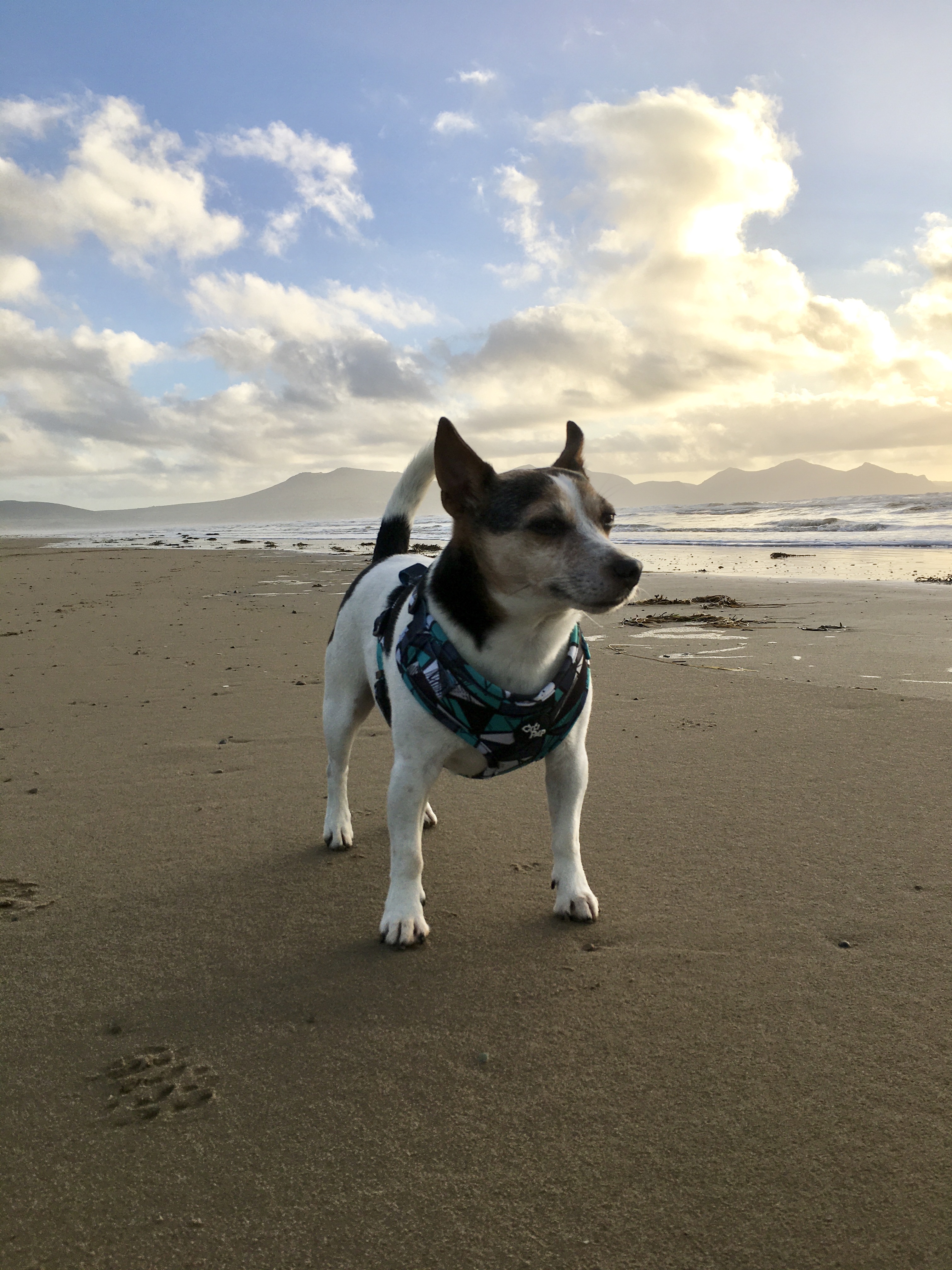 @nichola-griffiths-1