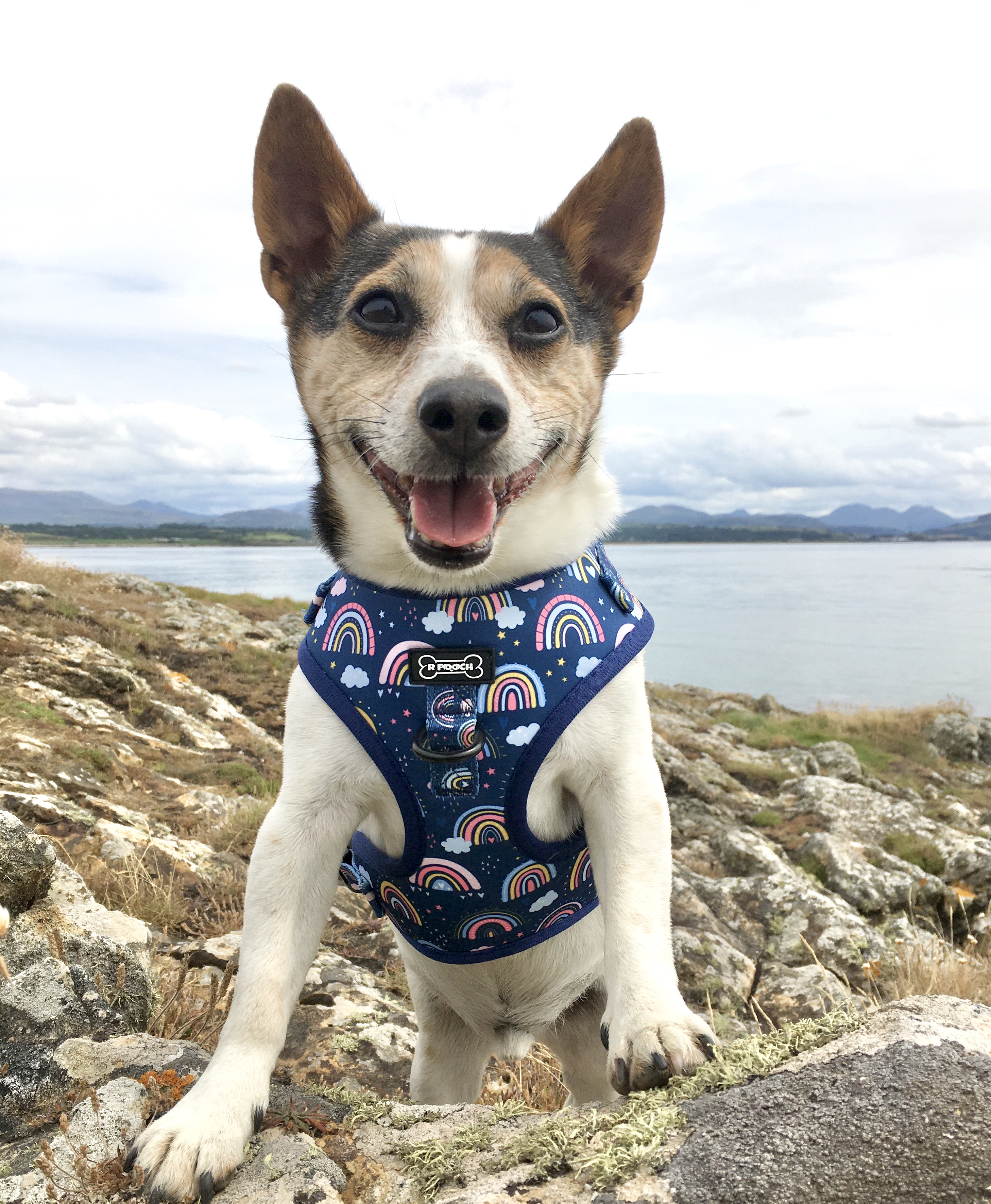@jack-russell-freddie