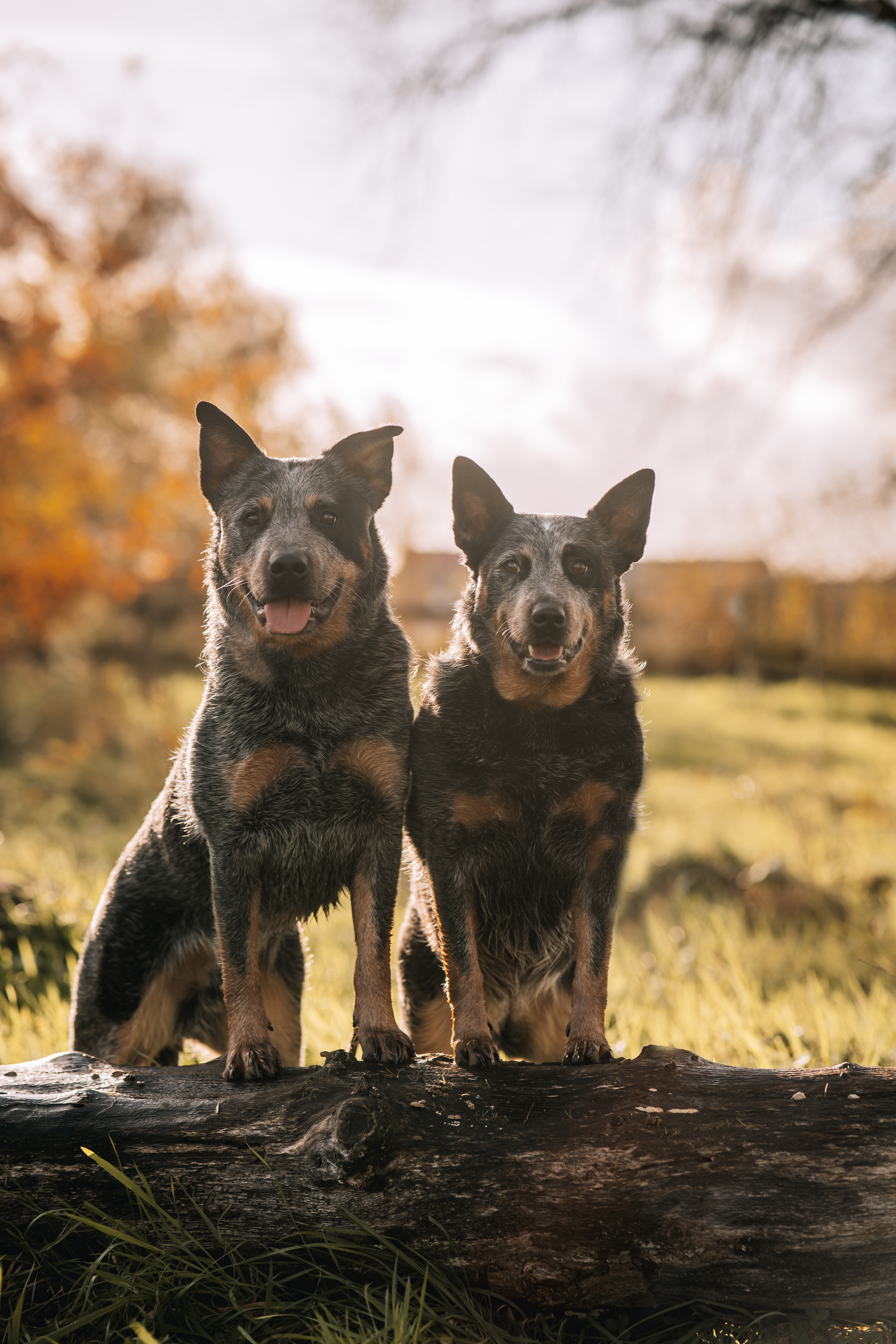 @diesel-jessy-theblueheelers