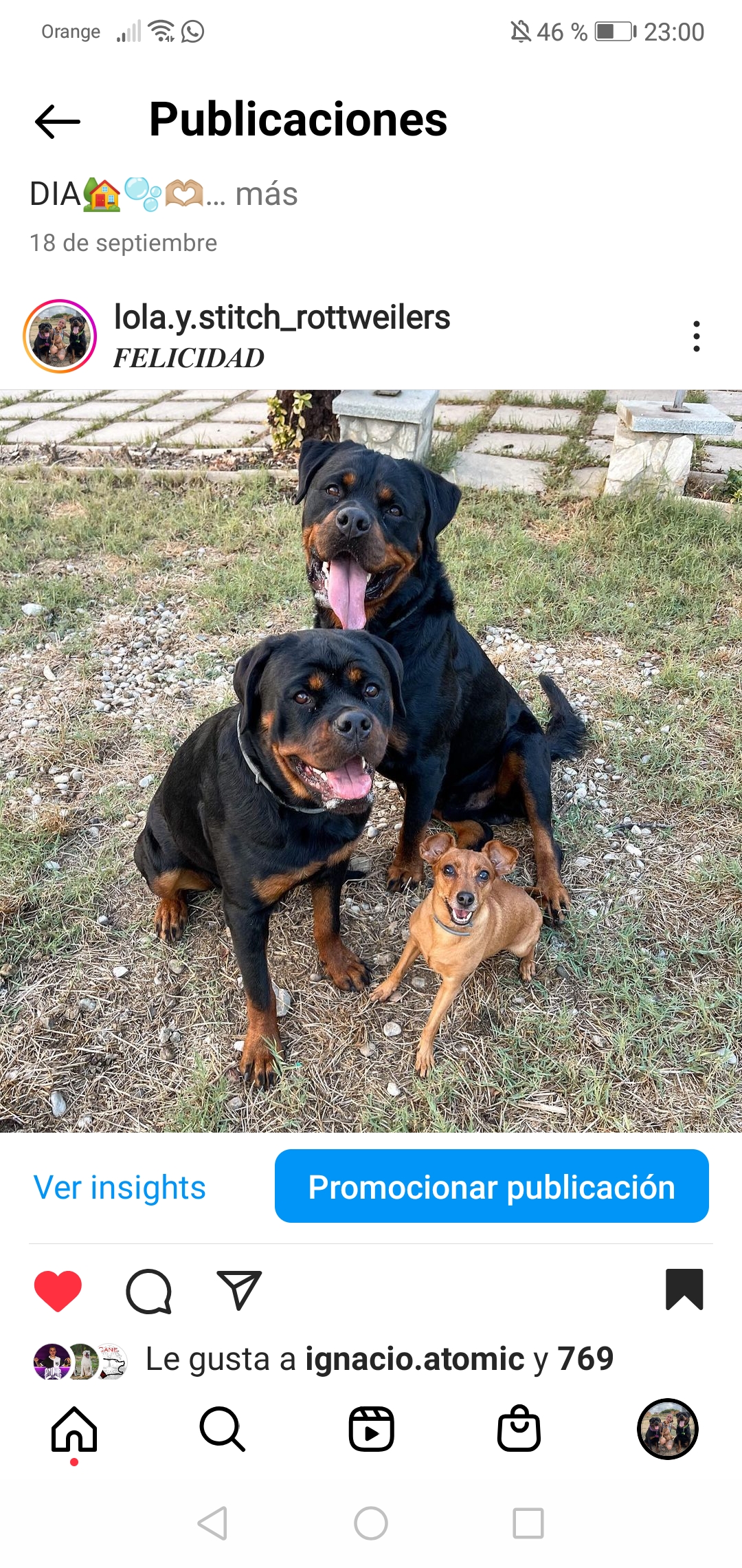 @lolaystitch-rottweilers