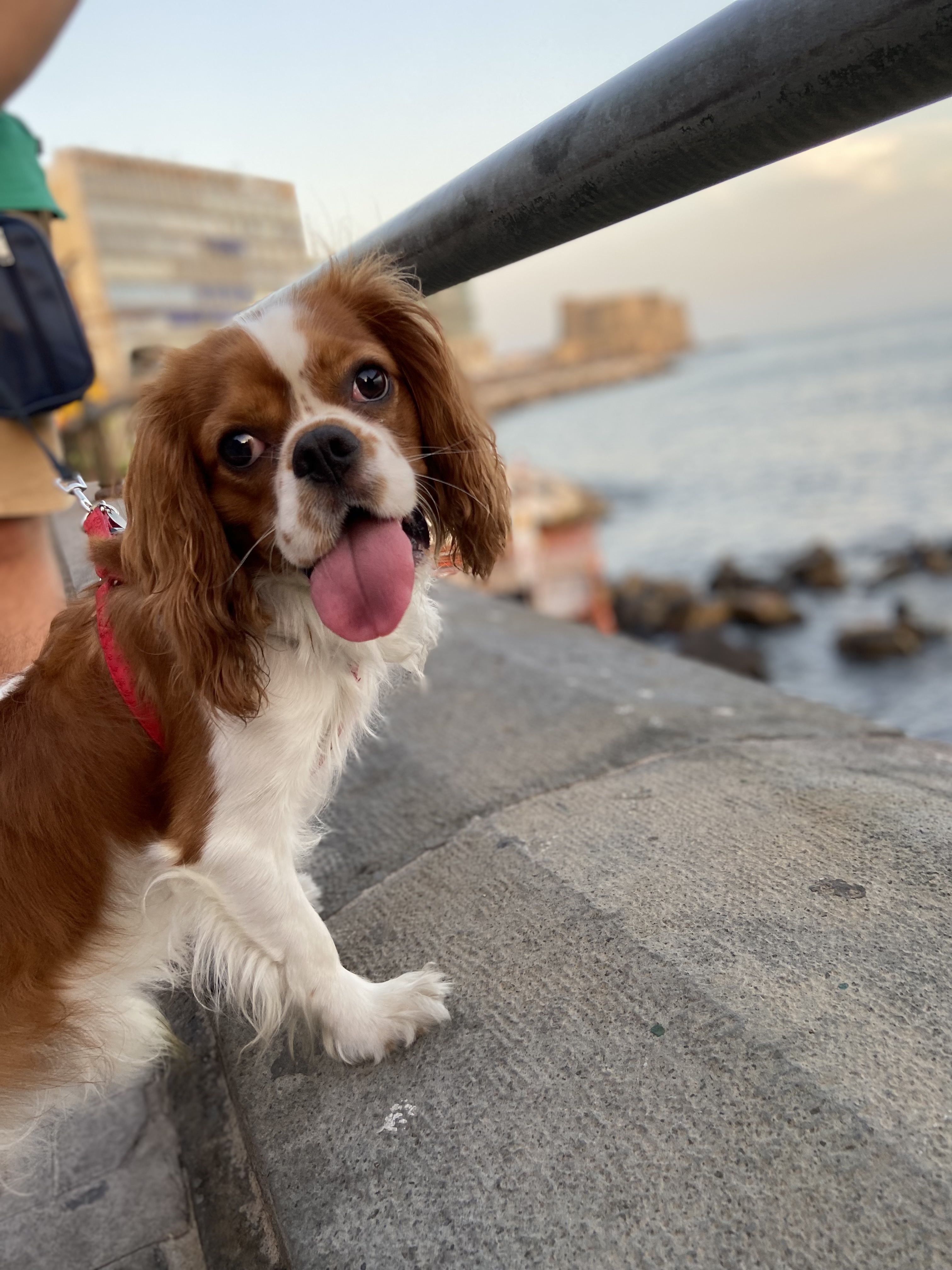 @roy-thecavalierking