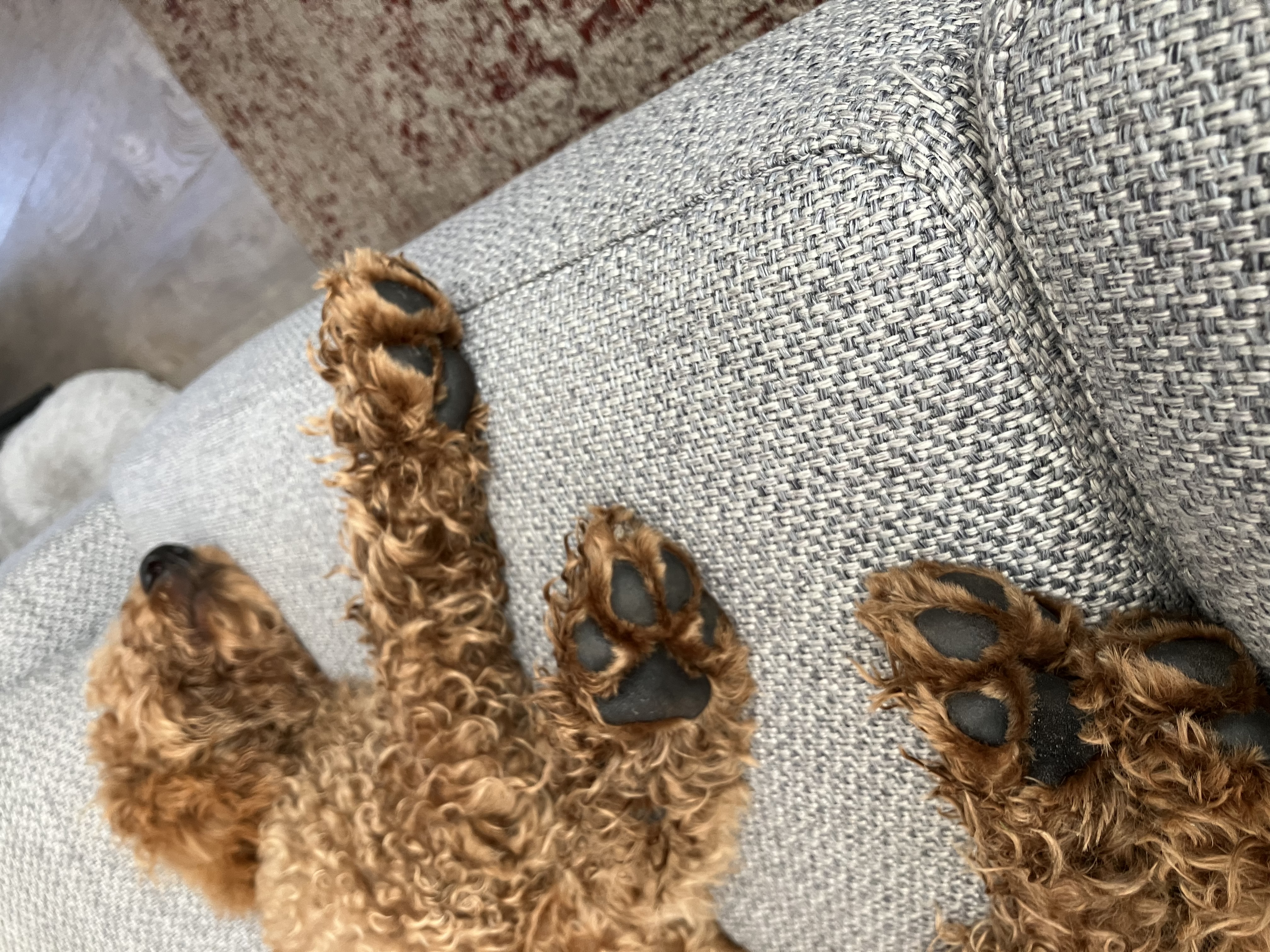 @life-of-doodle-ollie