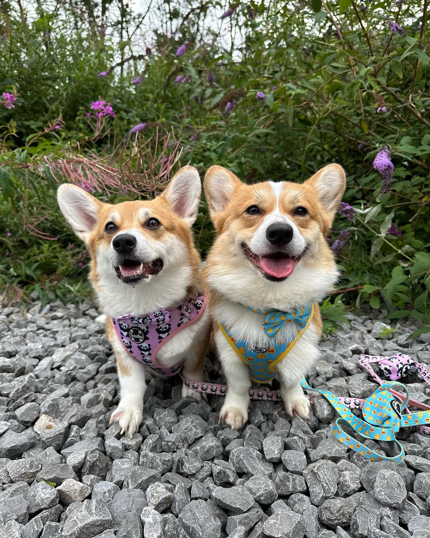 @lilathelunatic-krazykoda