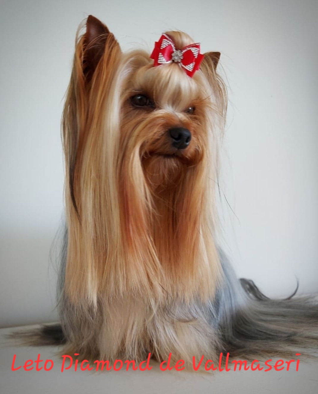 @leto-diamond-de-vallmaseri