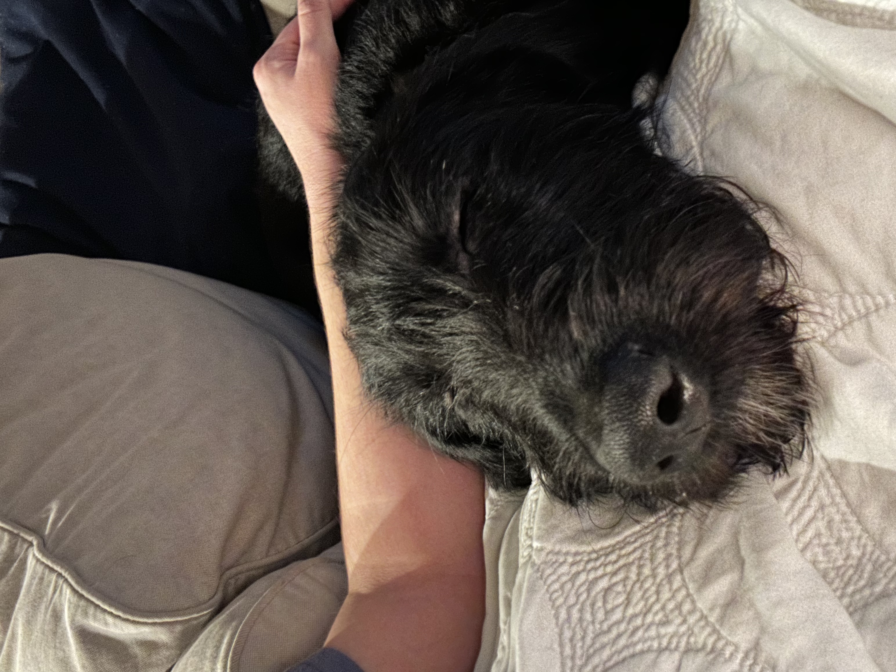 @elliethedoodle