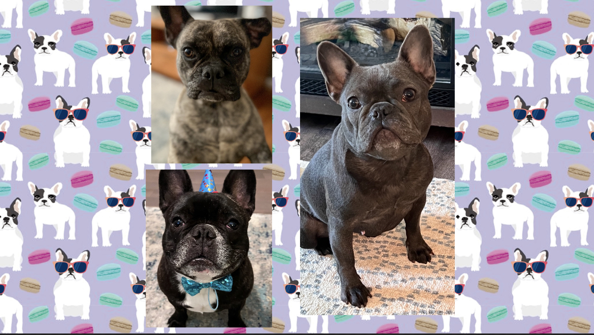 @un-deux-trois-frenchies