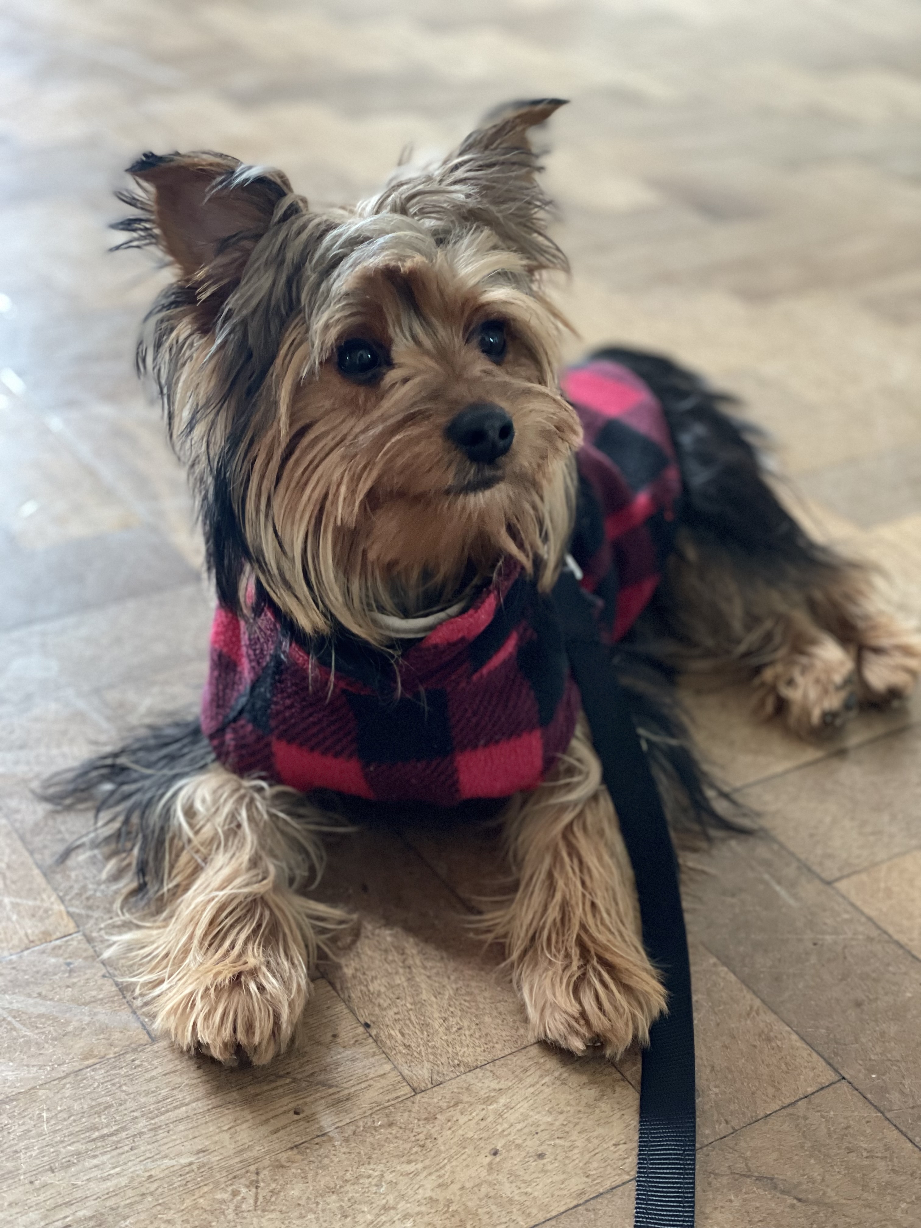 @jinxyprince-schooldog