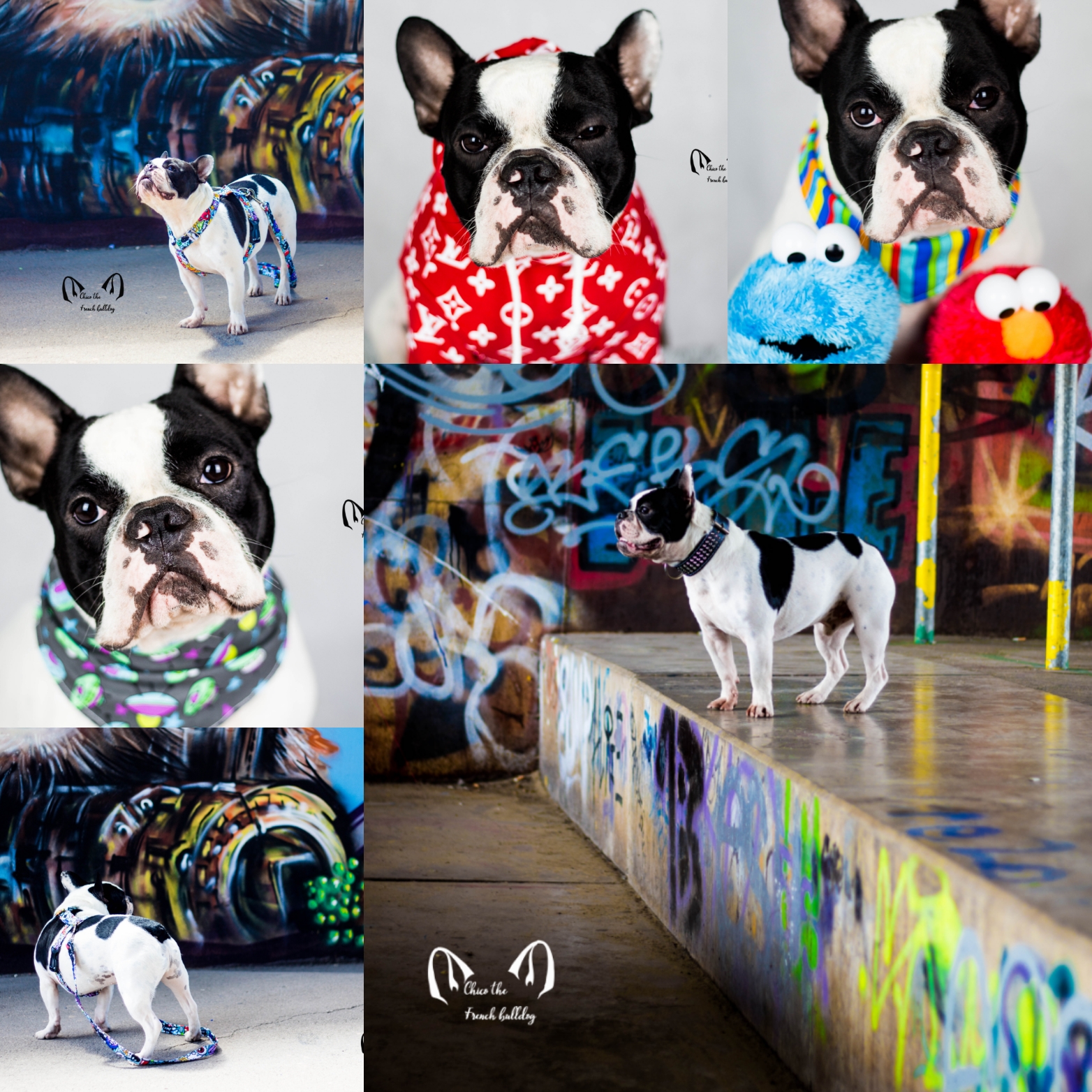 @chico-the-frenchbulldog