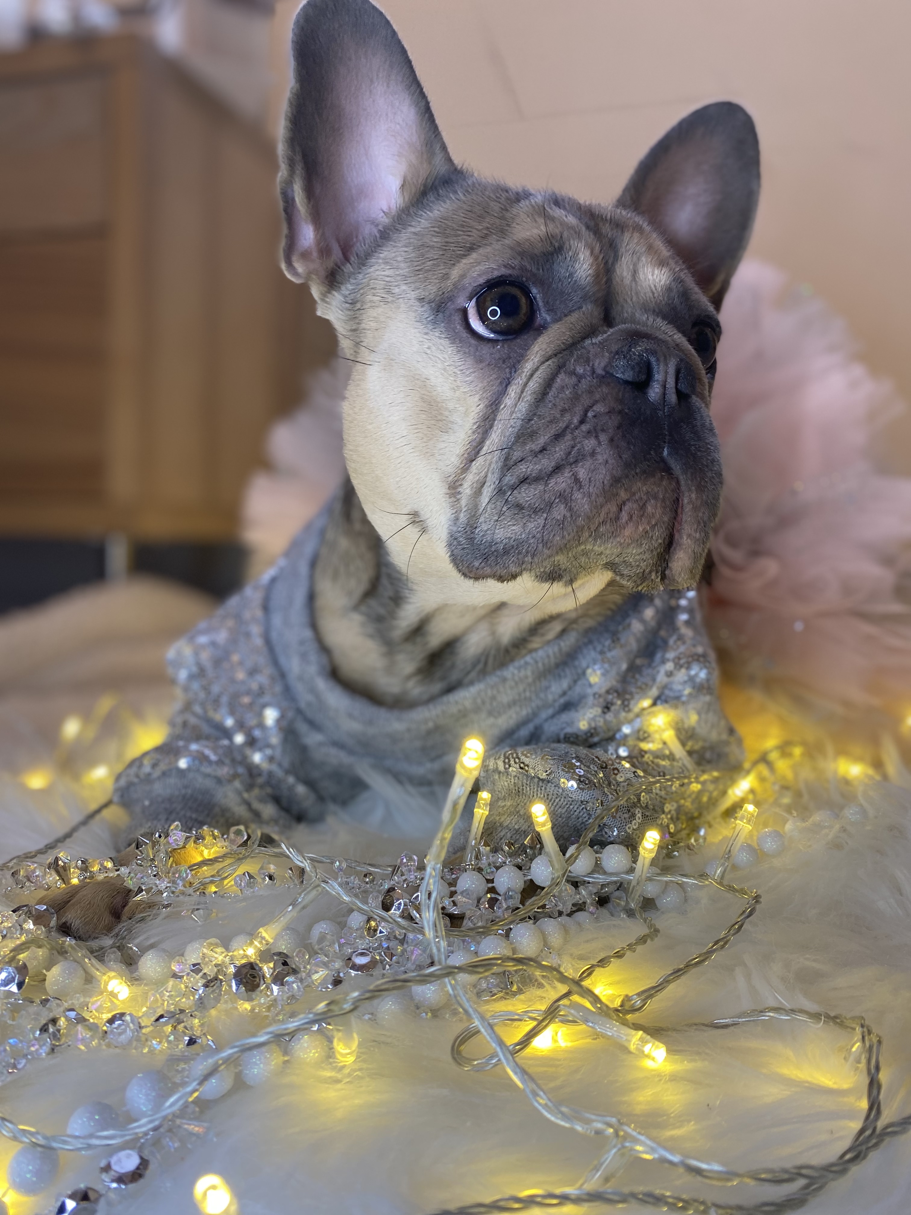 @a-frenchie-called-marley