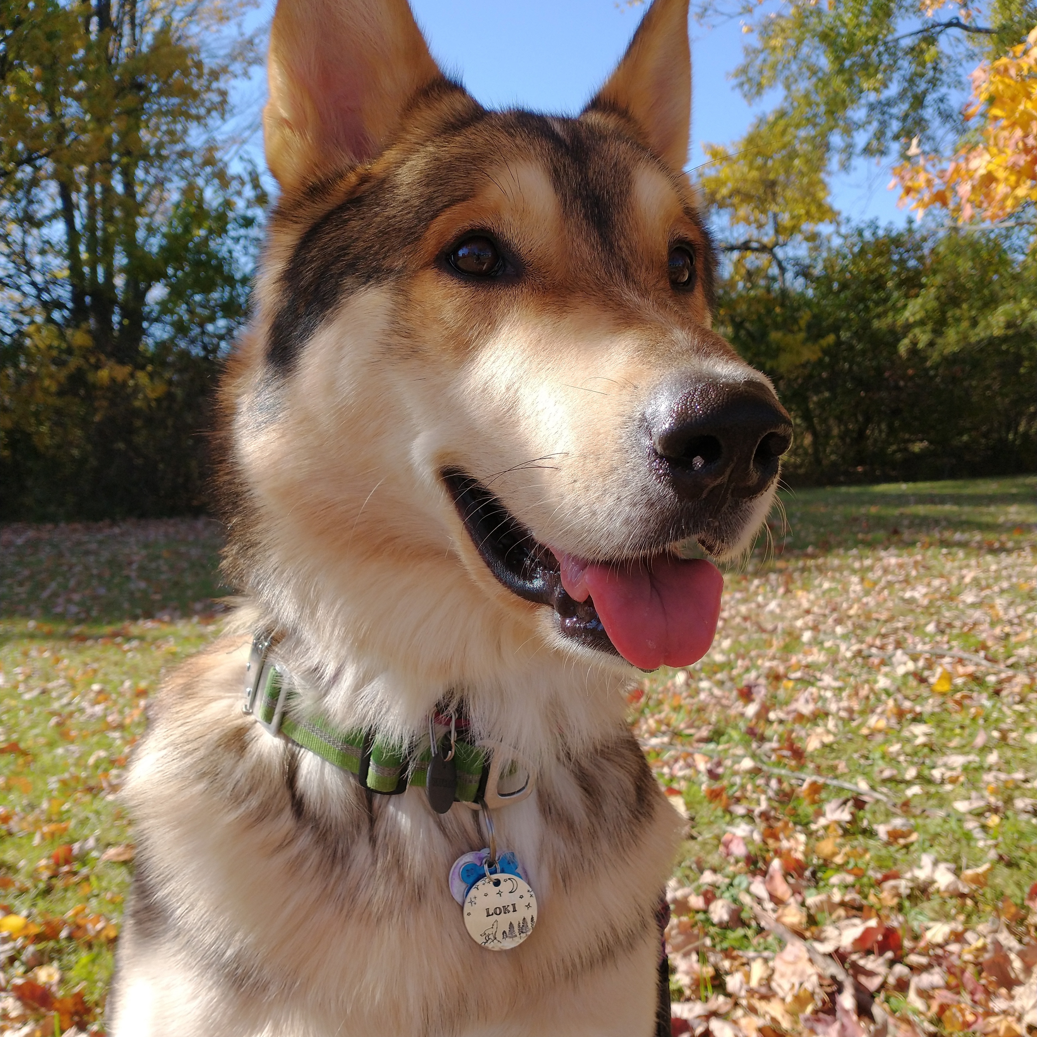 @lokijawsthelocowolfdog