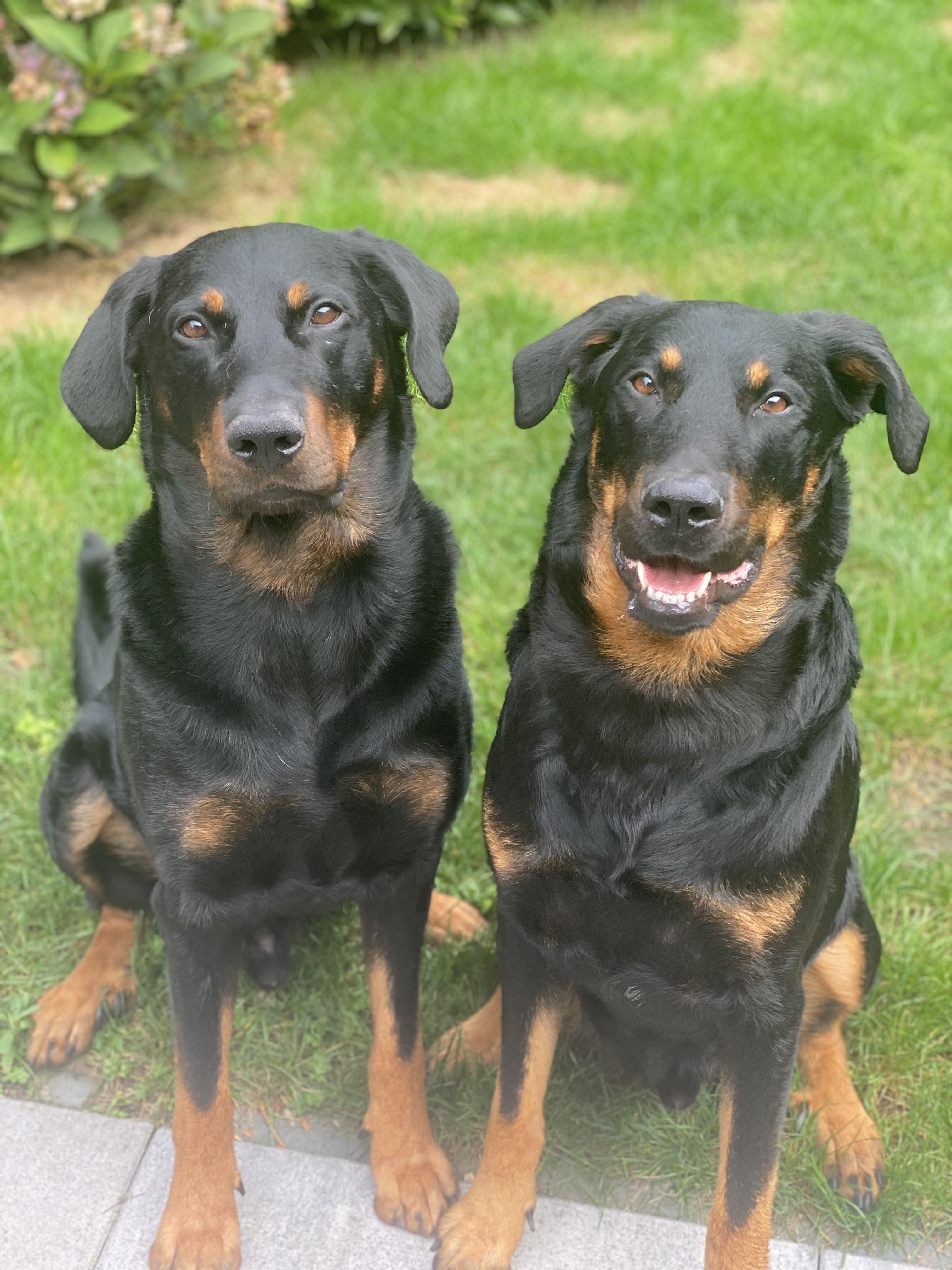 @patout-beauceron