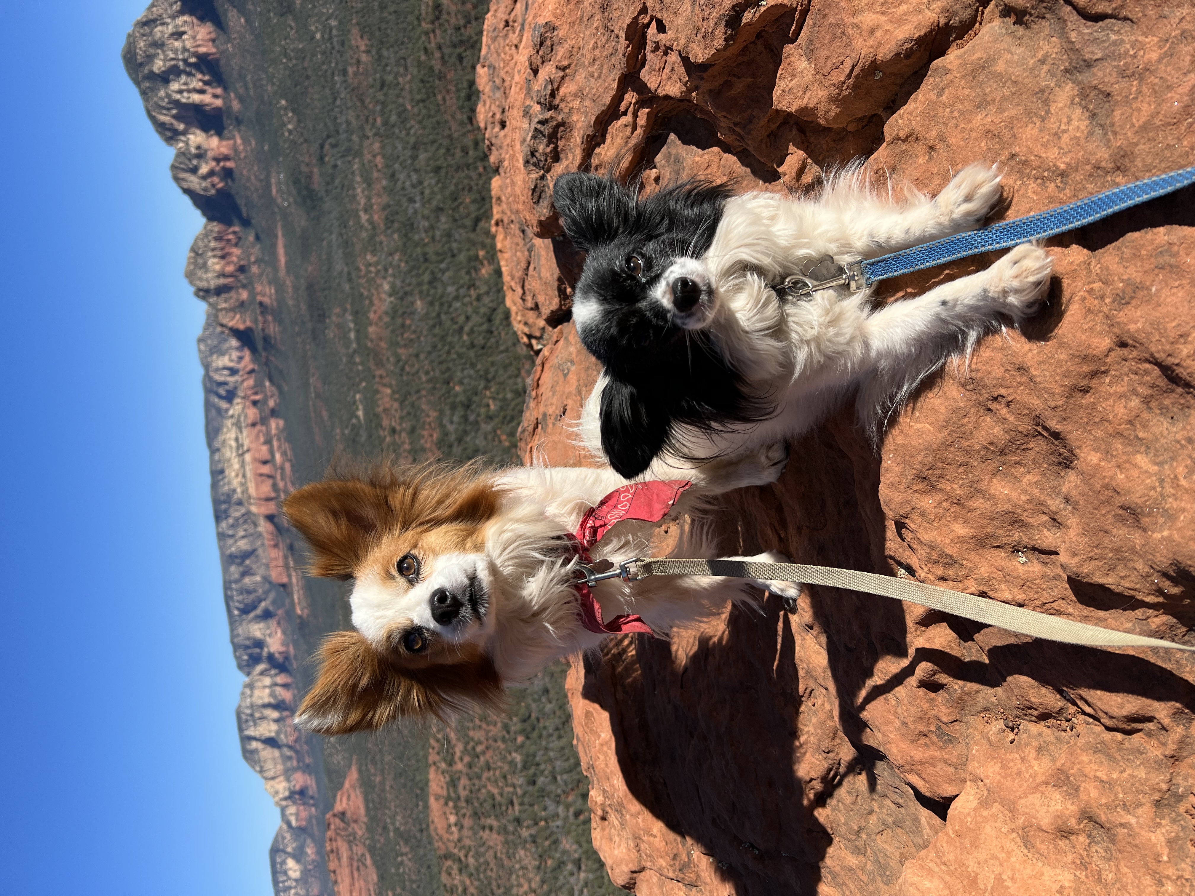 @nikoandpixie-the-pappys
