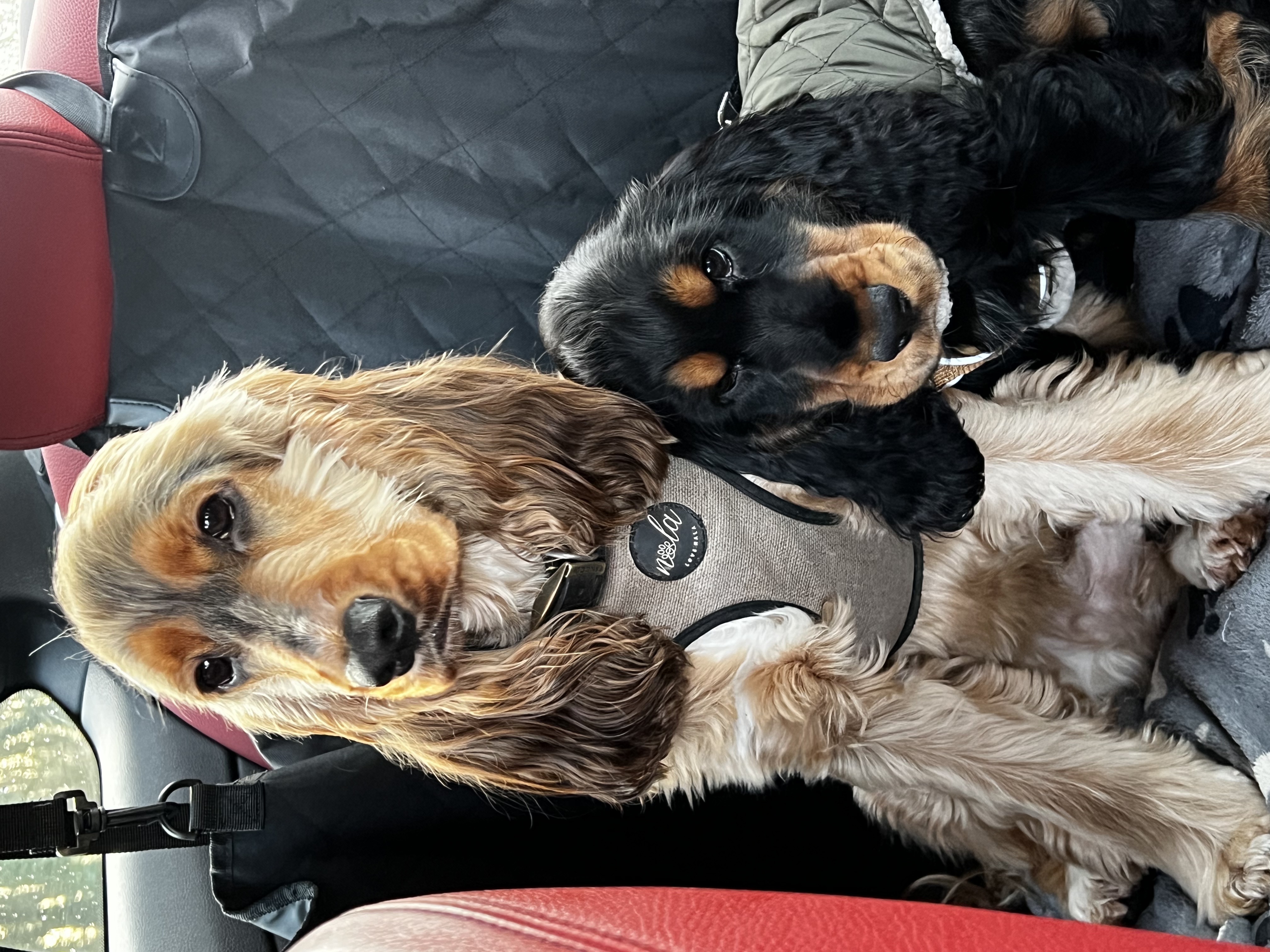 @frankandhenry-the-showcockers