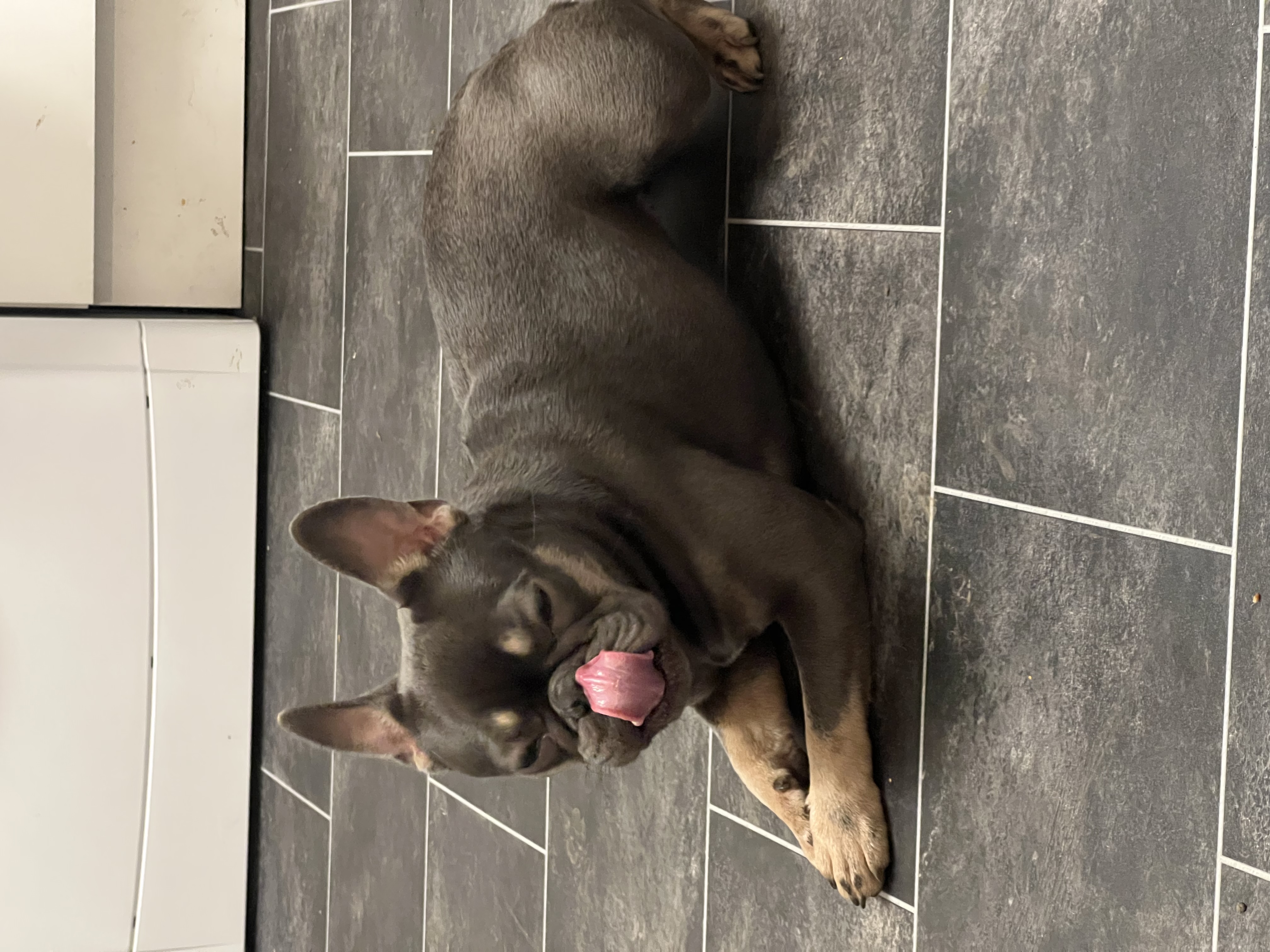 @frenchbulldog-skye