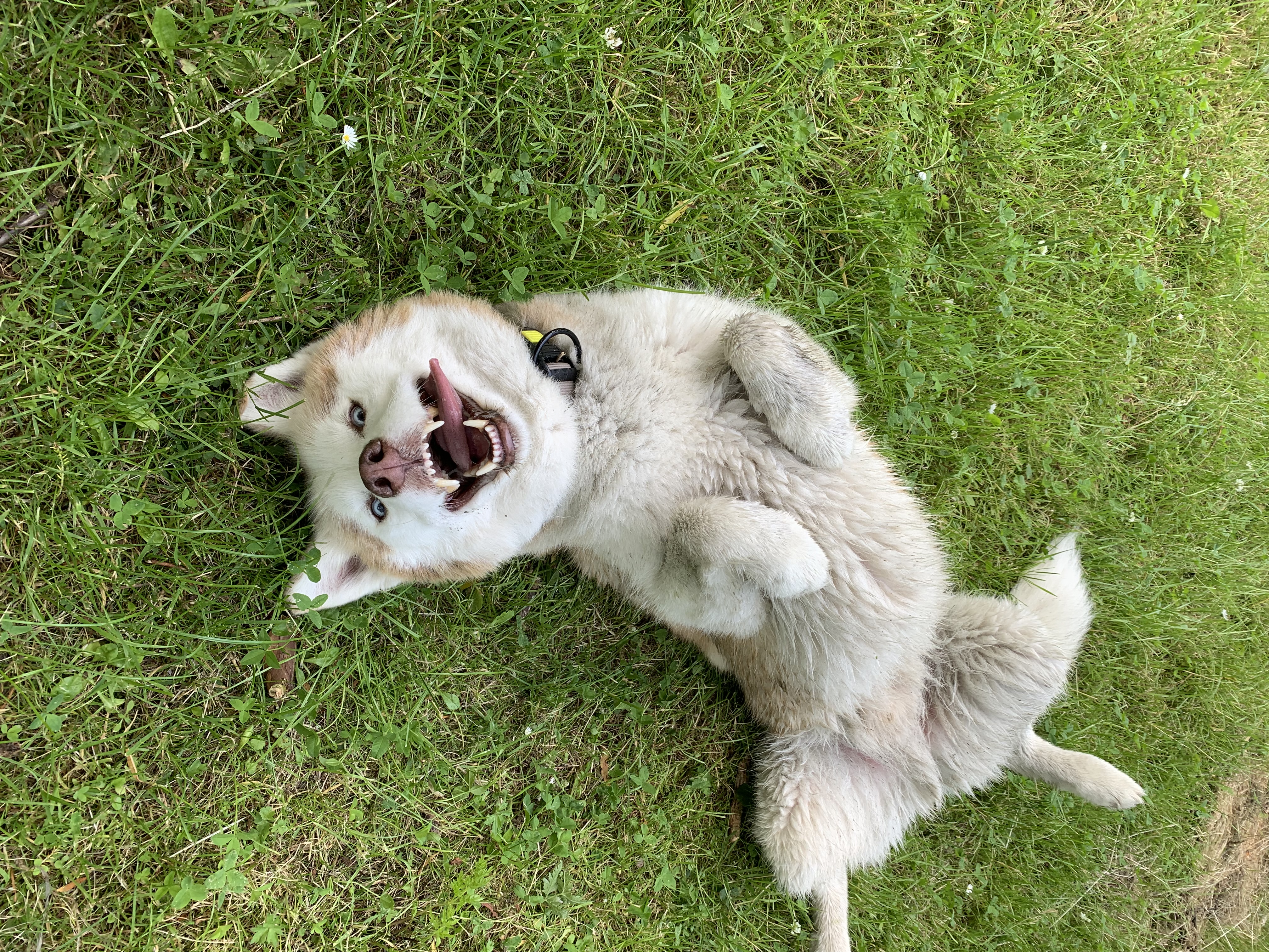 @bruno-de-husky