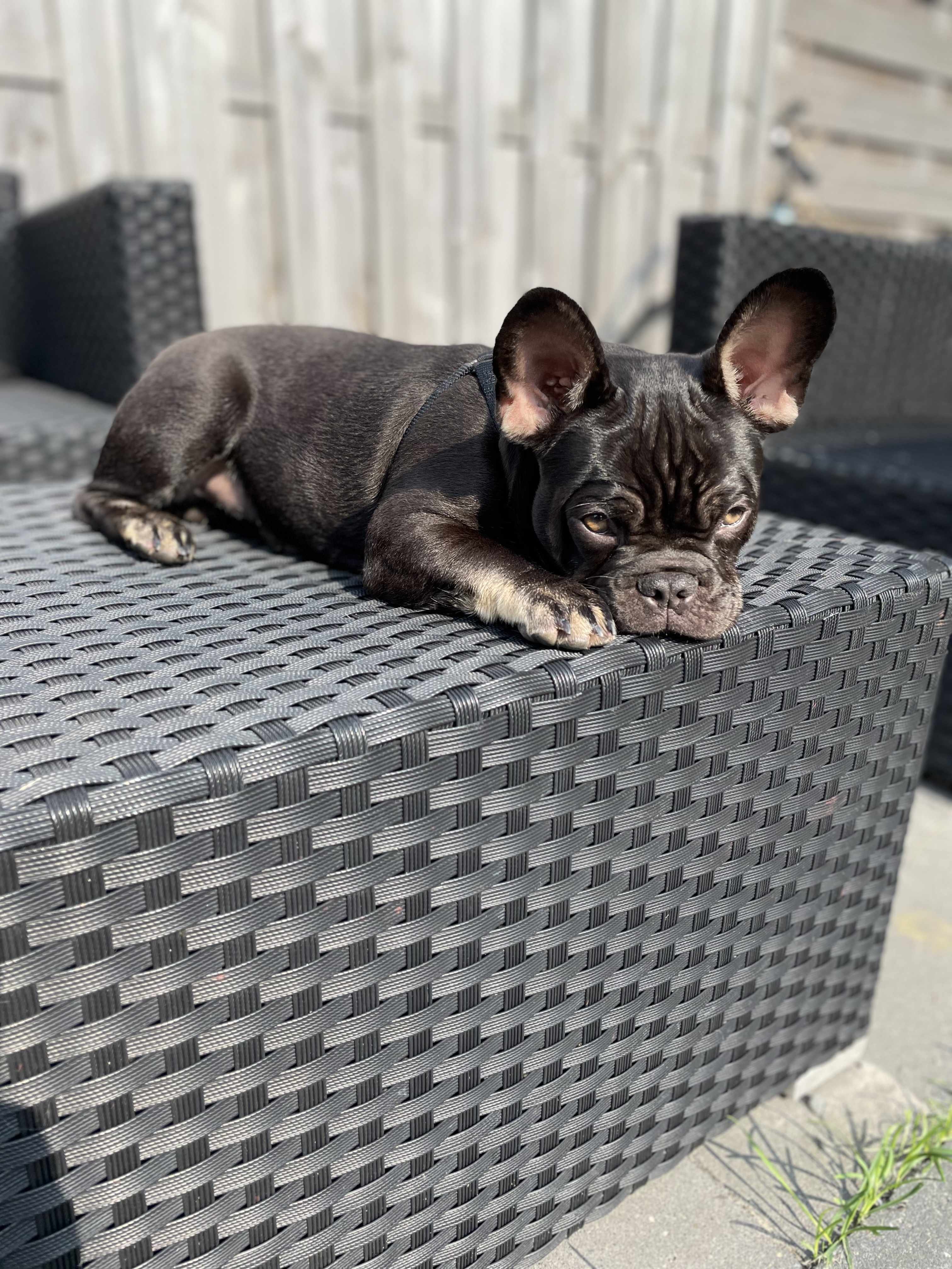 @frenciee-mylo