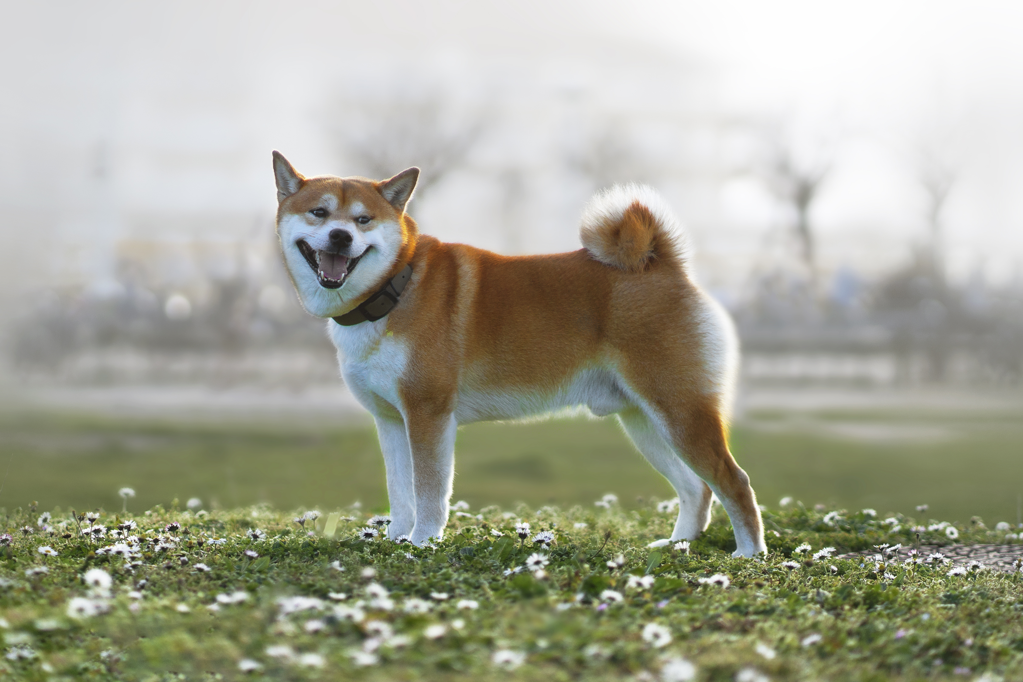 @kyubi-shibainu