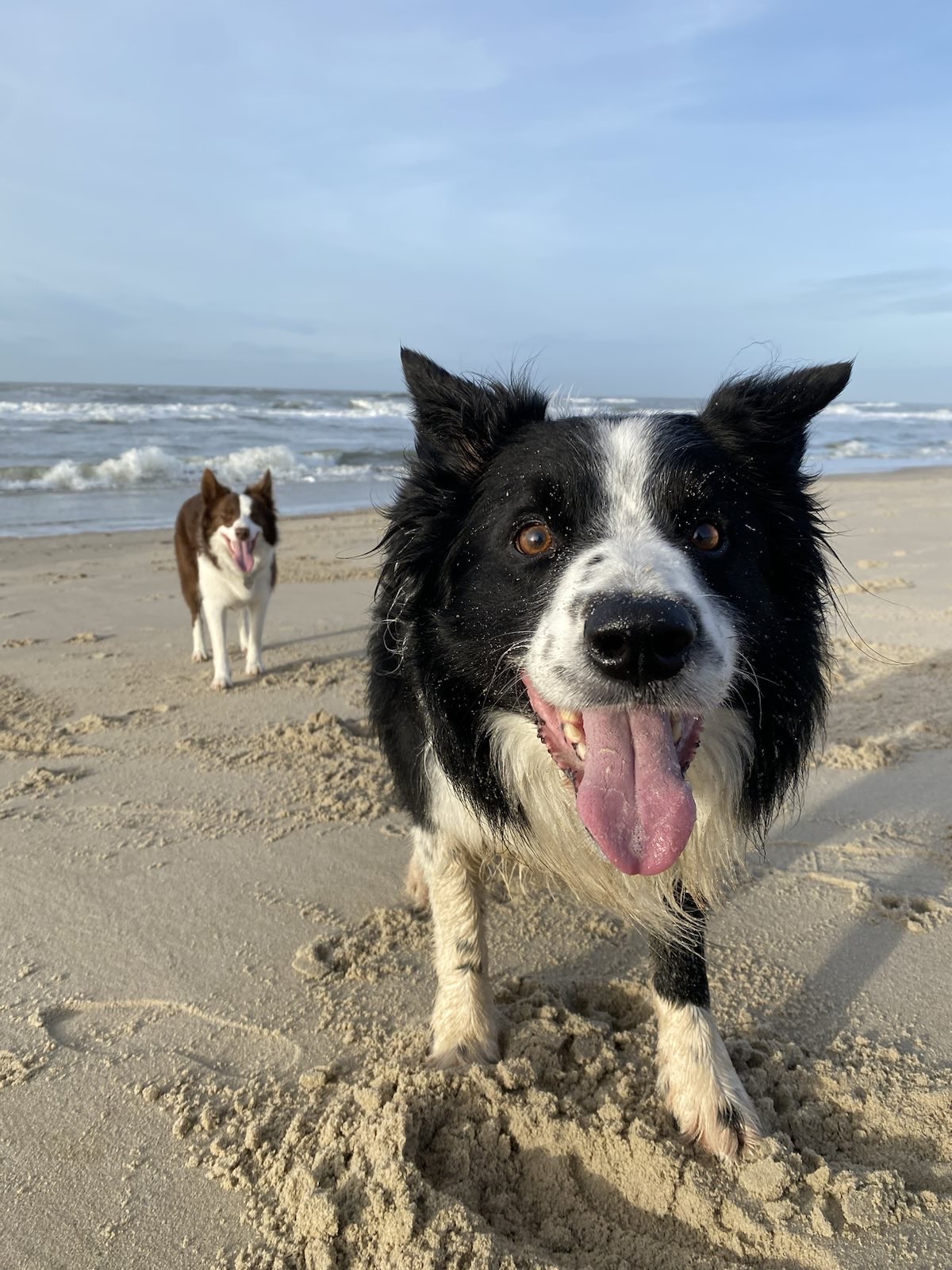 @laughing-bailey-happy-rosa