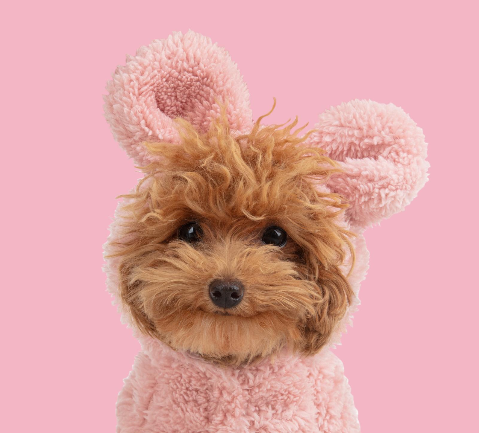 @tinytoypoodle-crew