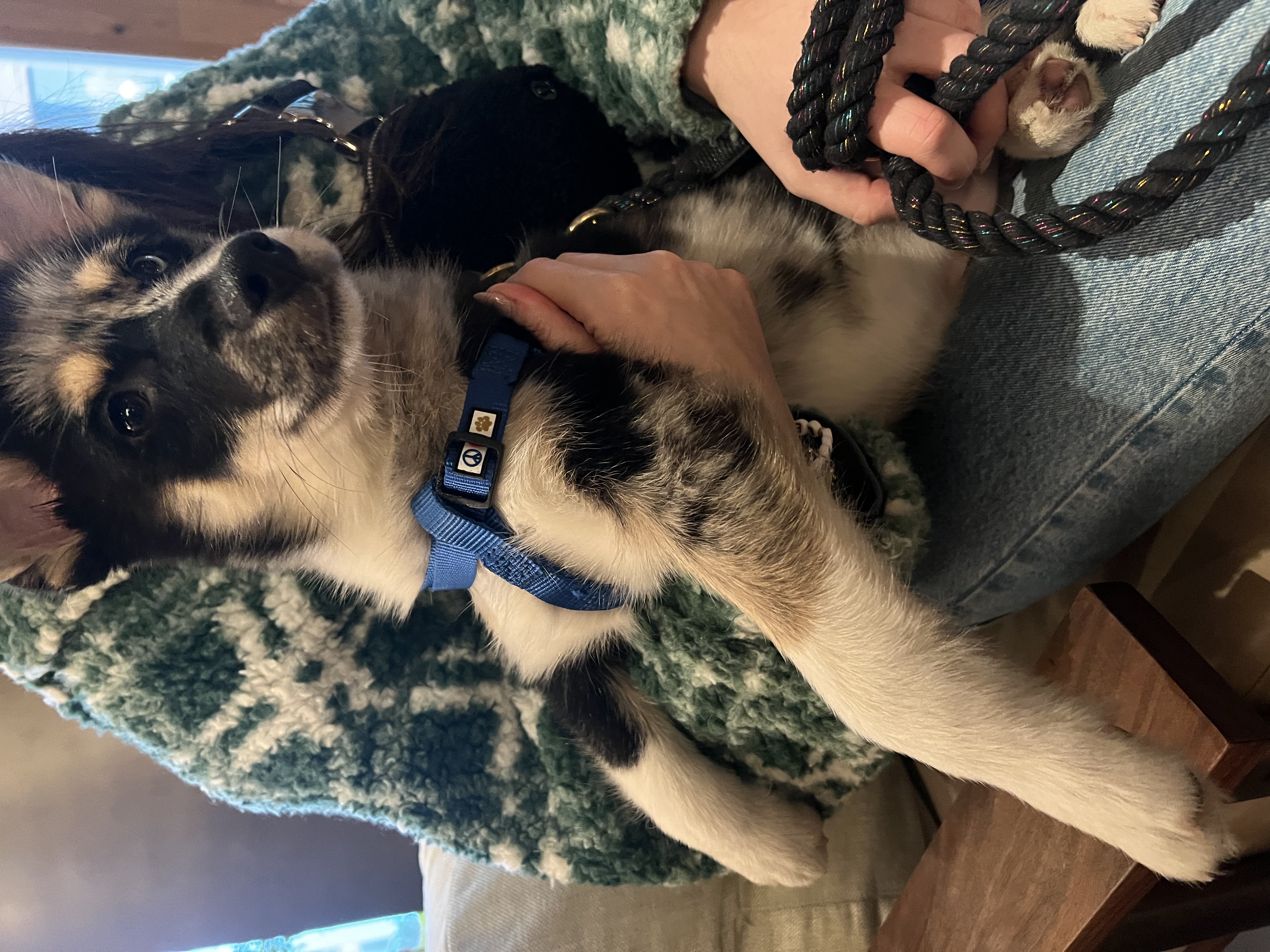 @bowiethepomsky