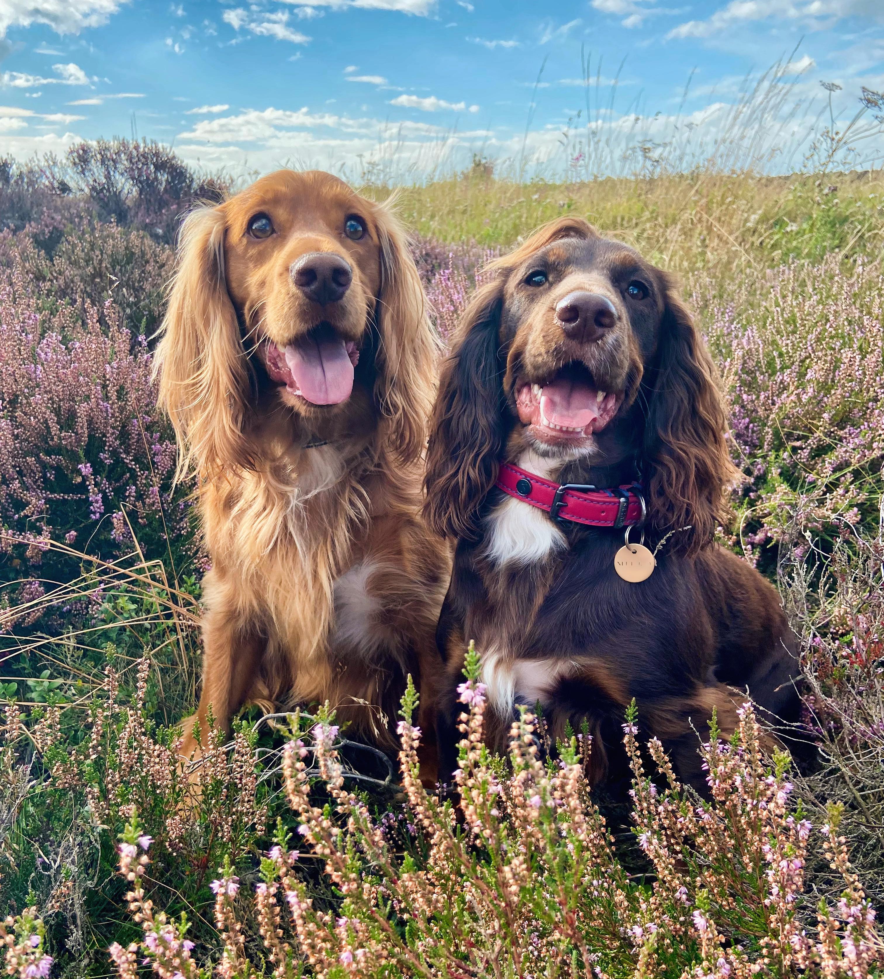 @buckyboo-peggytoo-wcs