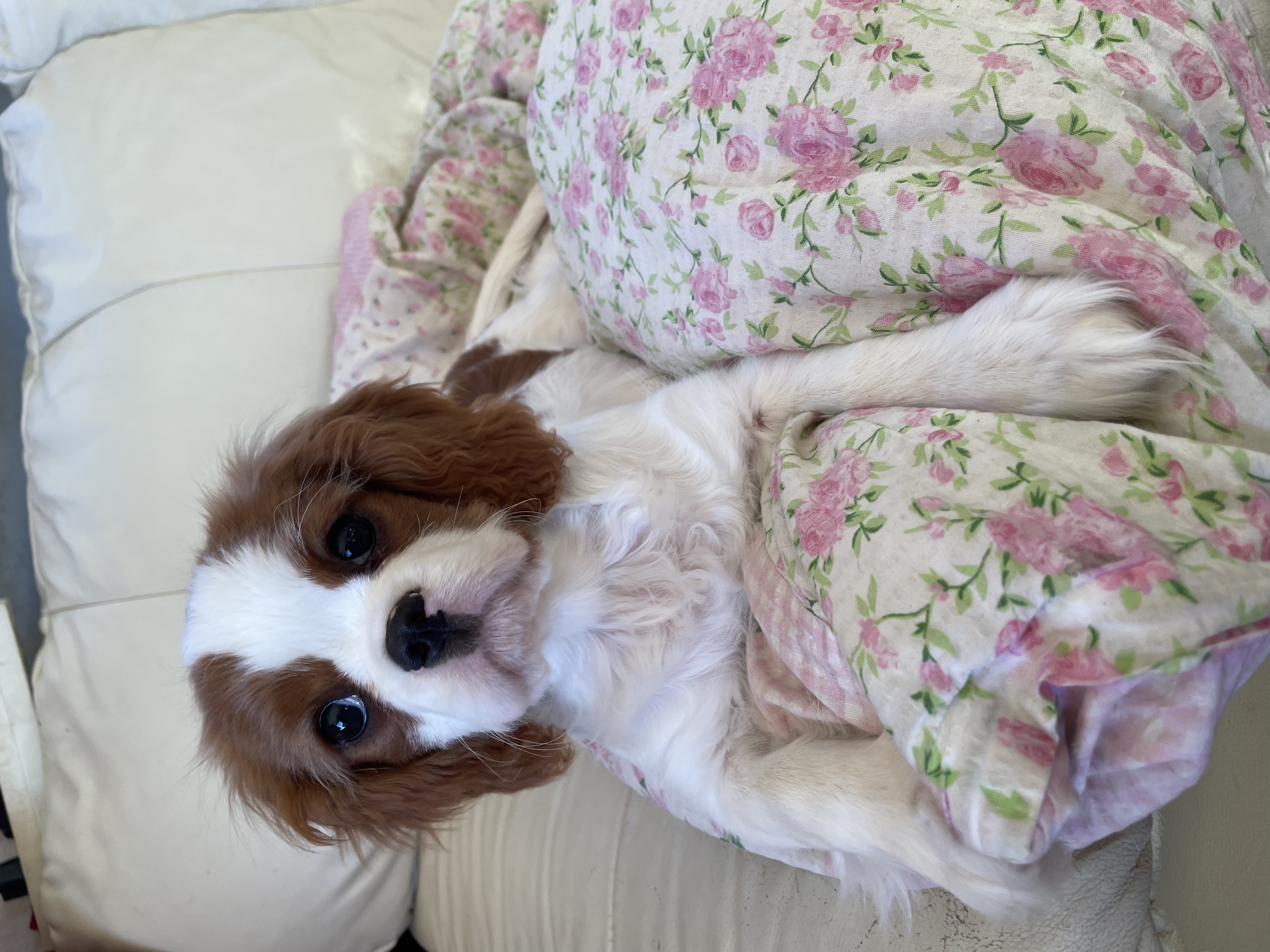 @cavalier-ladyrosemacclare