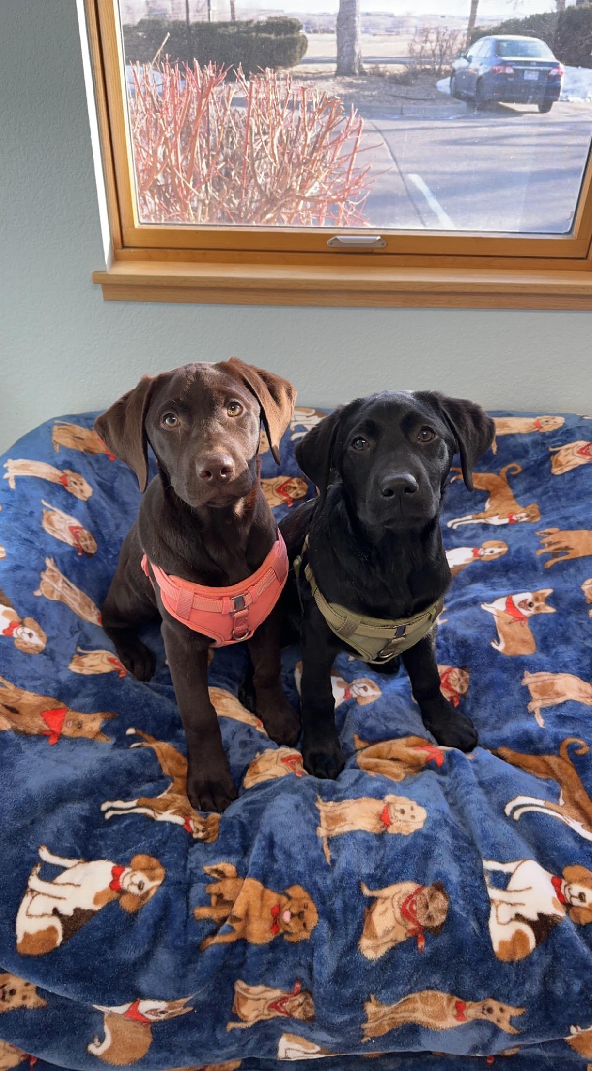 @labretriever-adventures