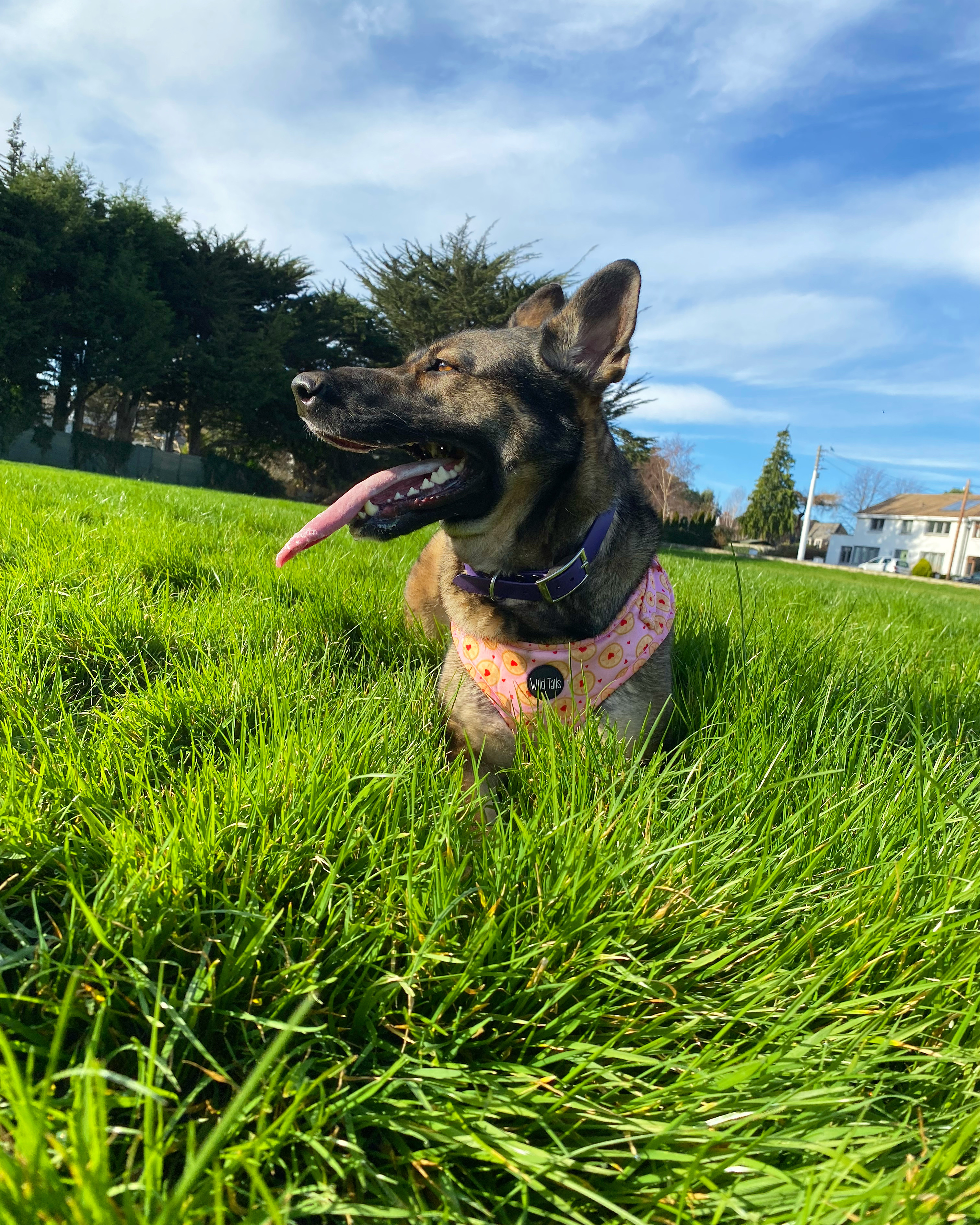 @ambertheshepherdmix