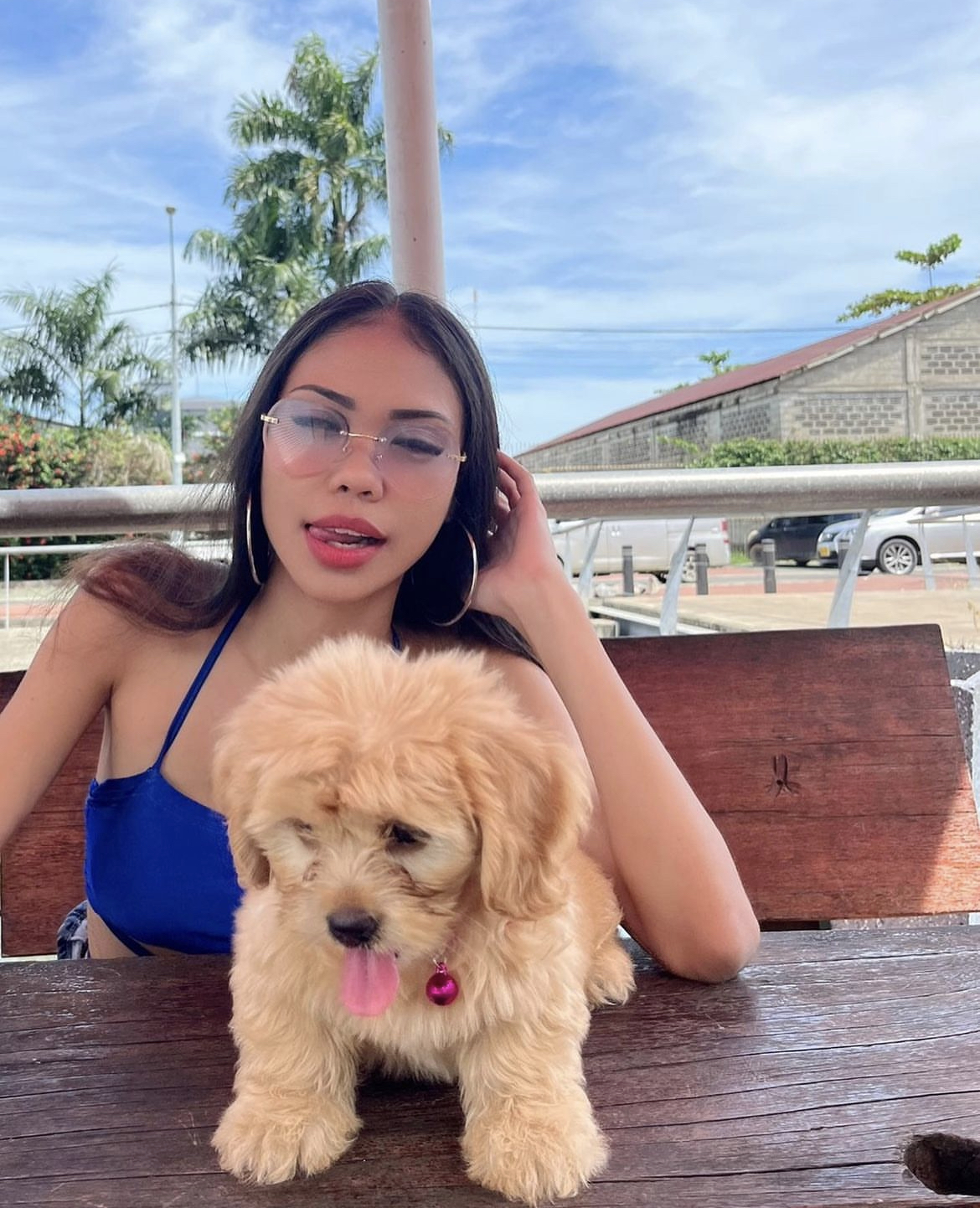 @maltipoo-sky