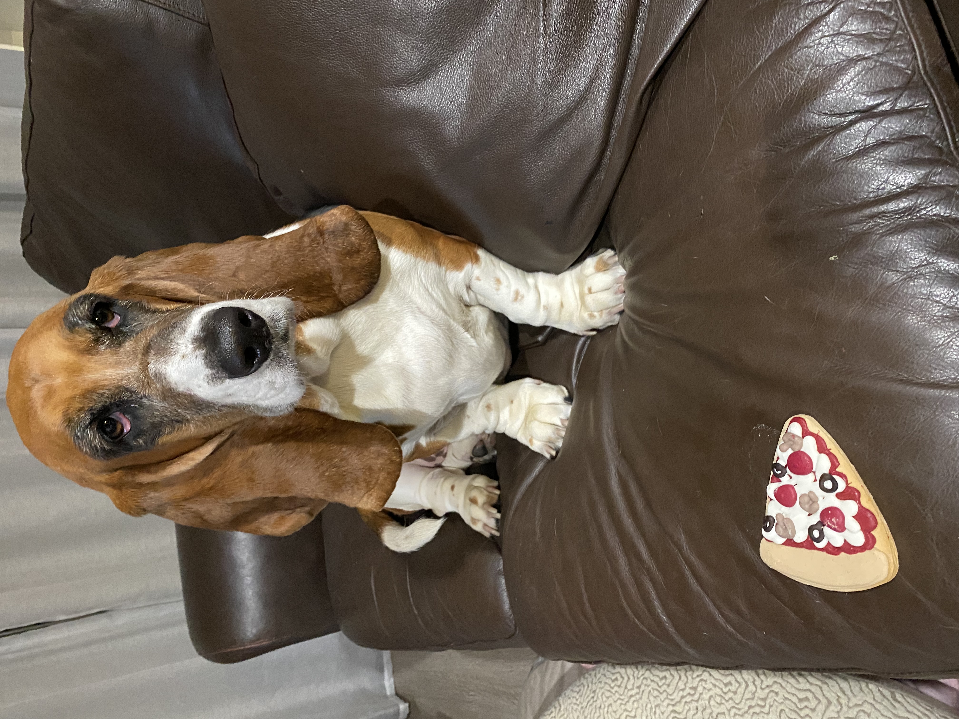@lucky-bassethound