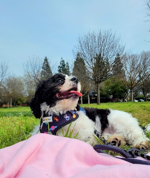 @the-amazing-world-of-beau