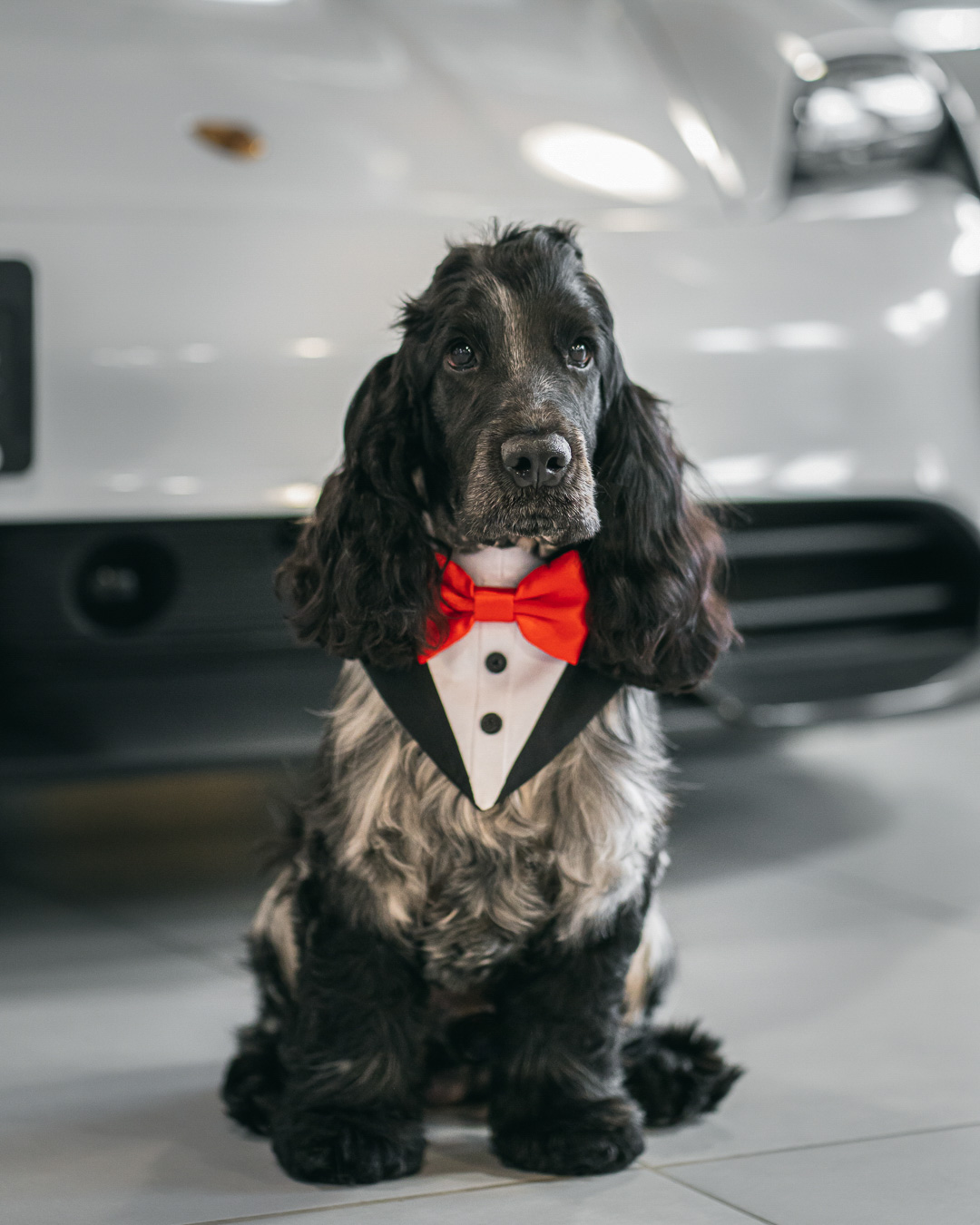 @the-adventure-cocker