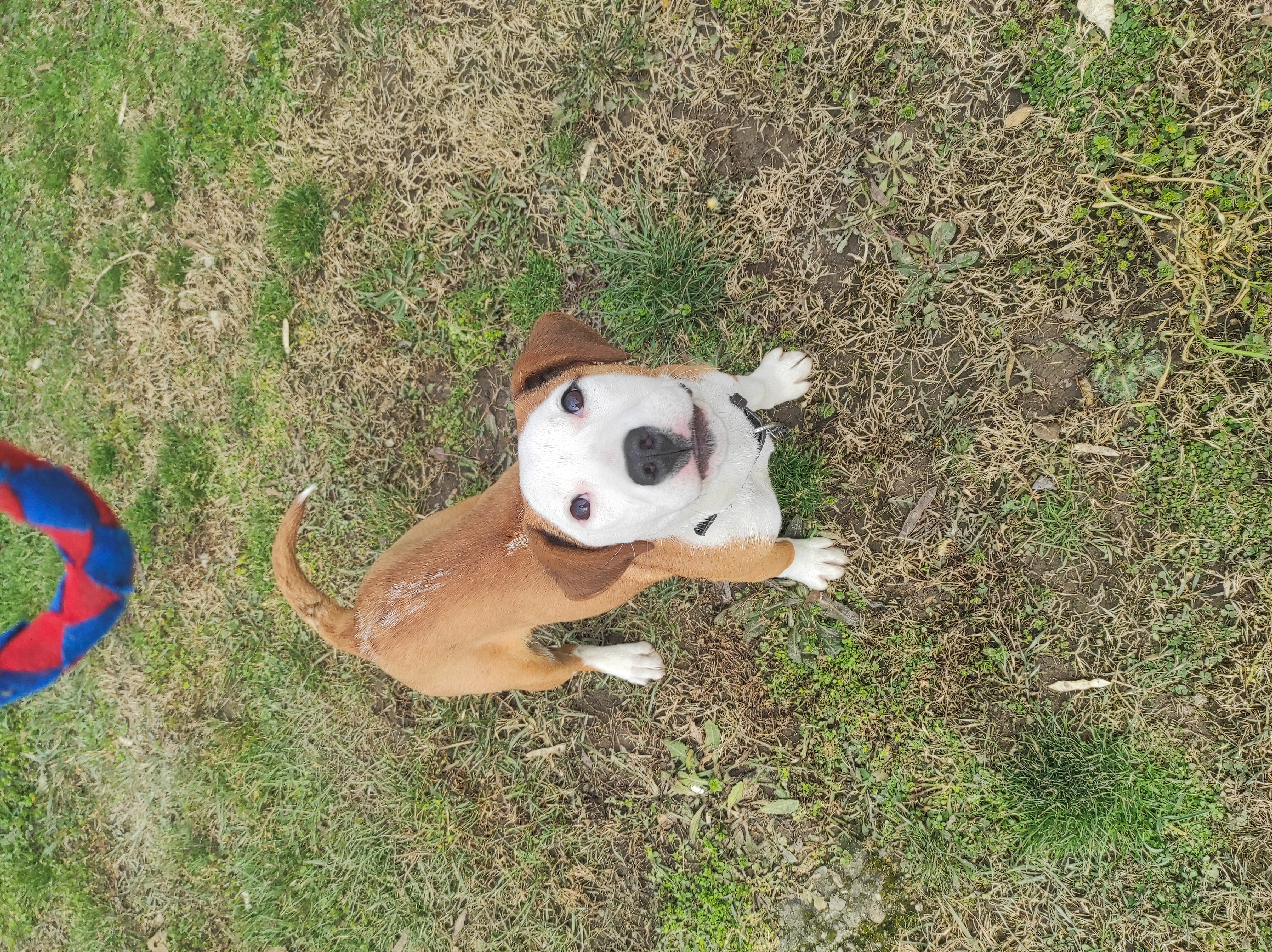 @billythe-dog11