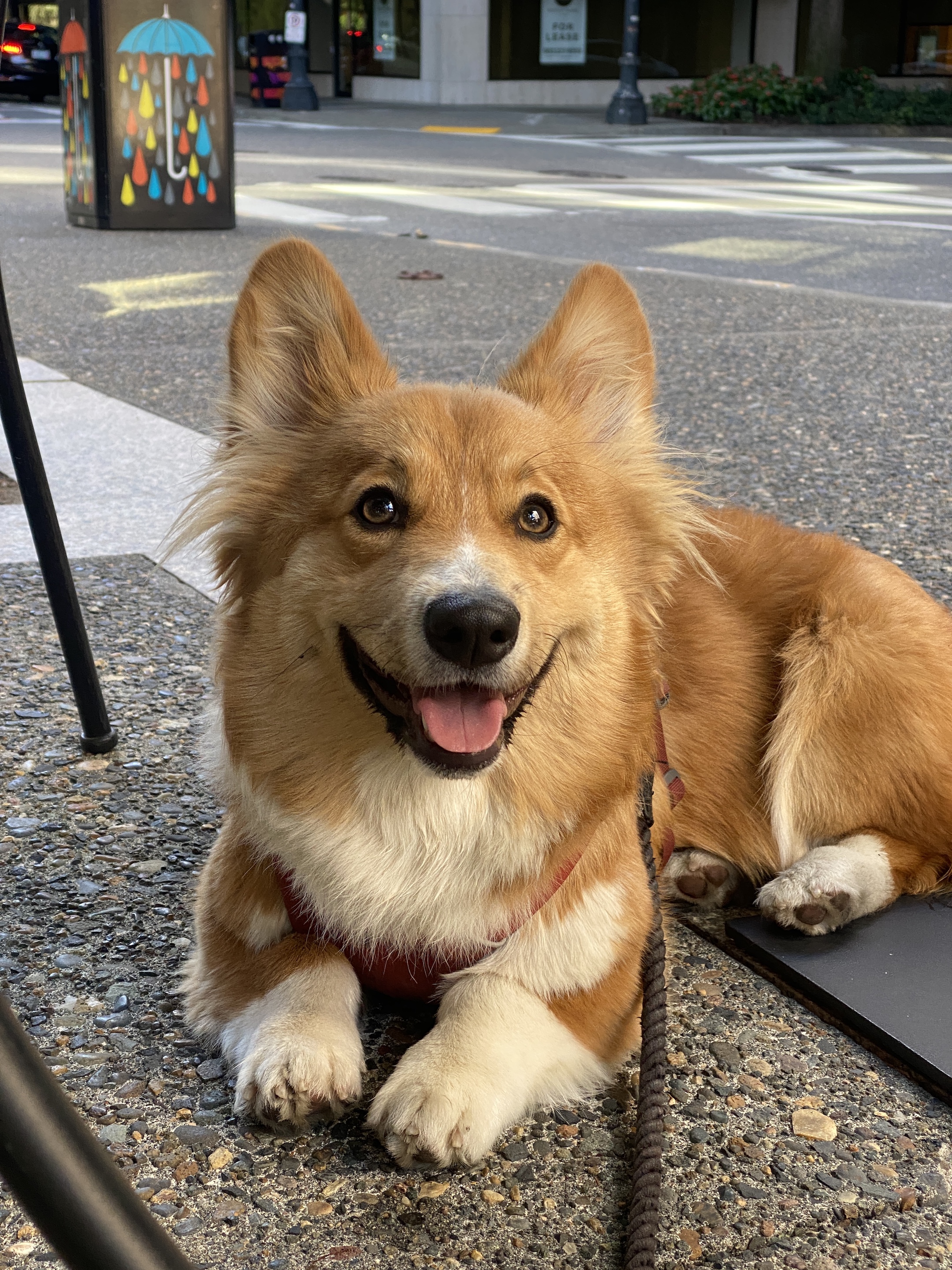 @the-corgi-elizabeth