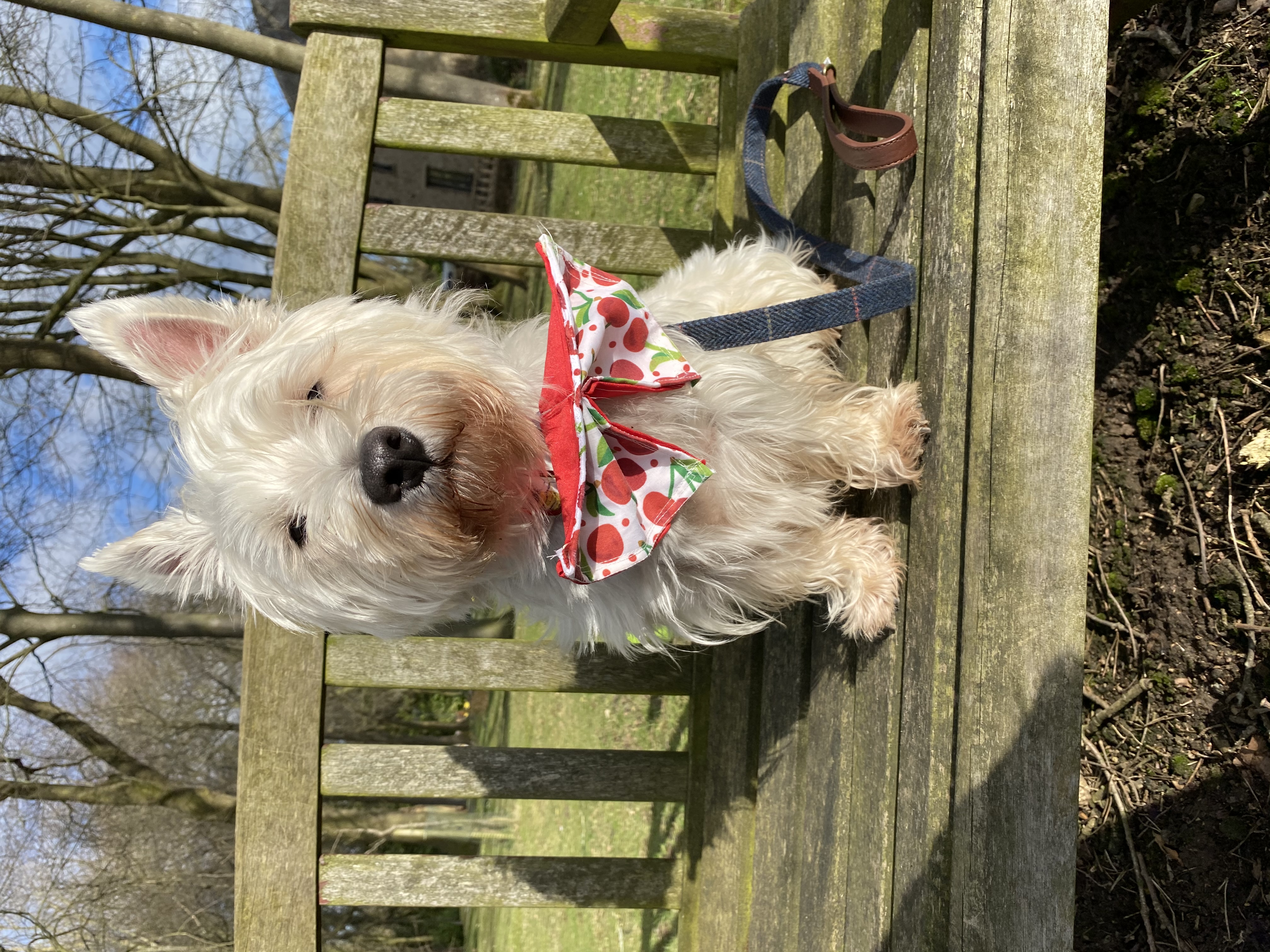 @brodie-the-westie