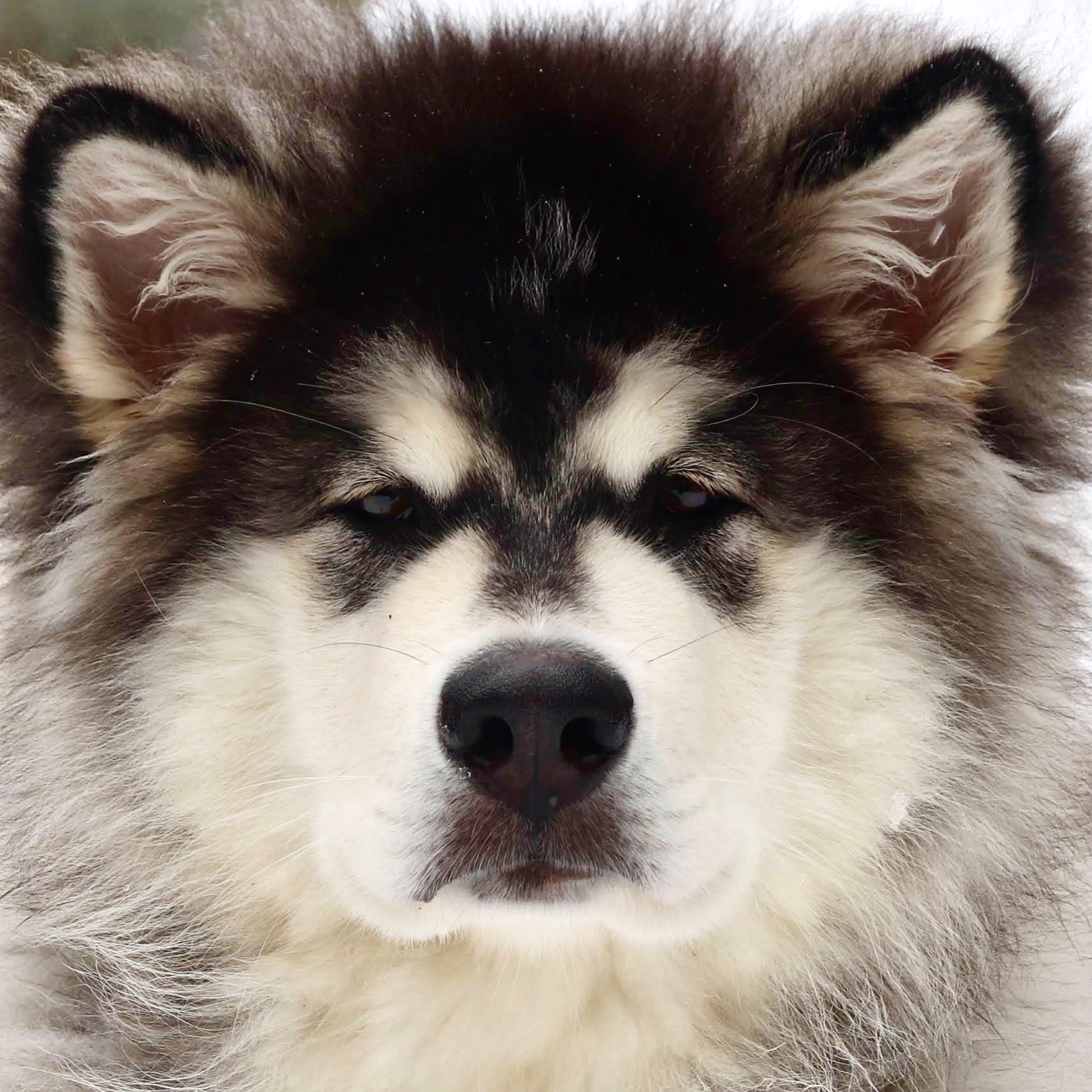 @hopper-the-malamute