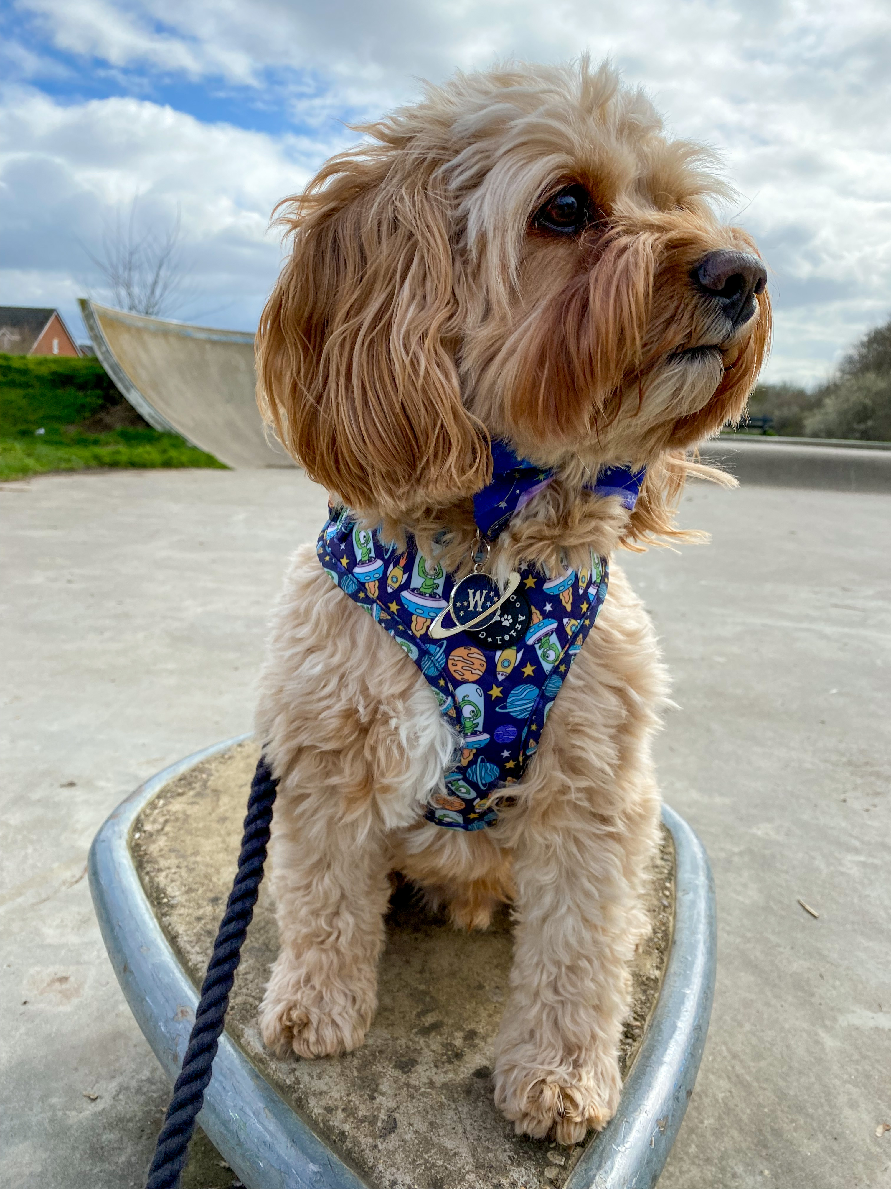 @world-of-waffle-cavapoo