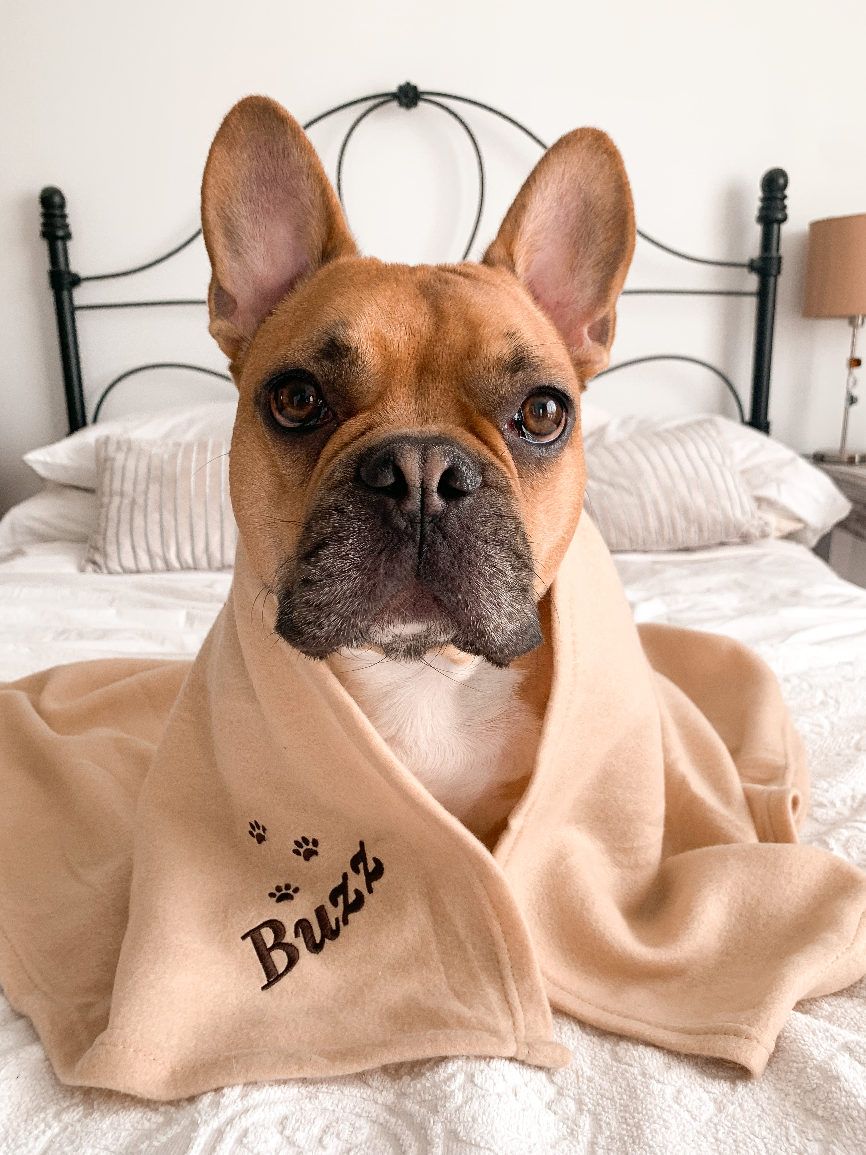 @buzzthefrenchbulldog