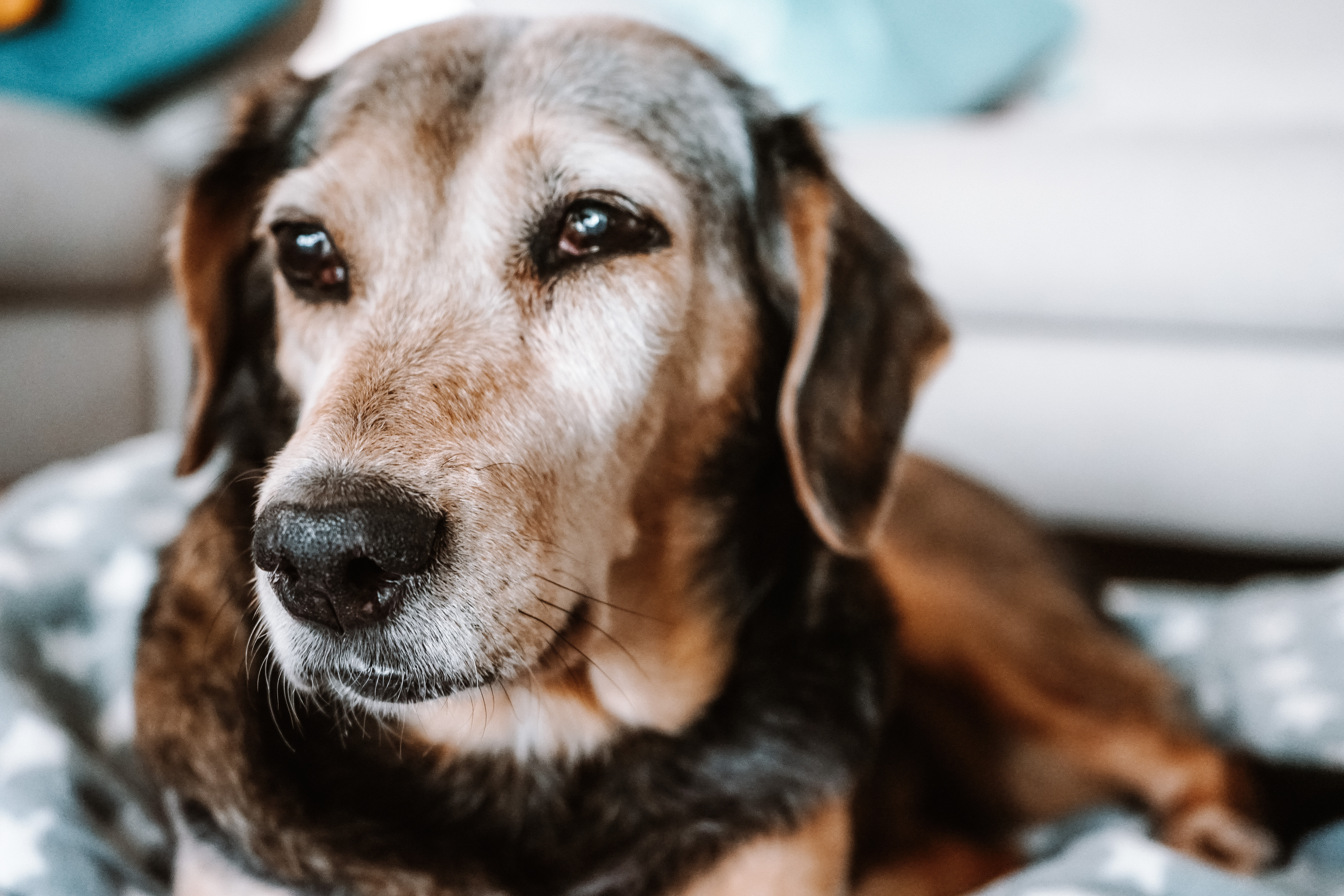 @phoenixtherescuedog