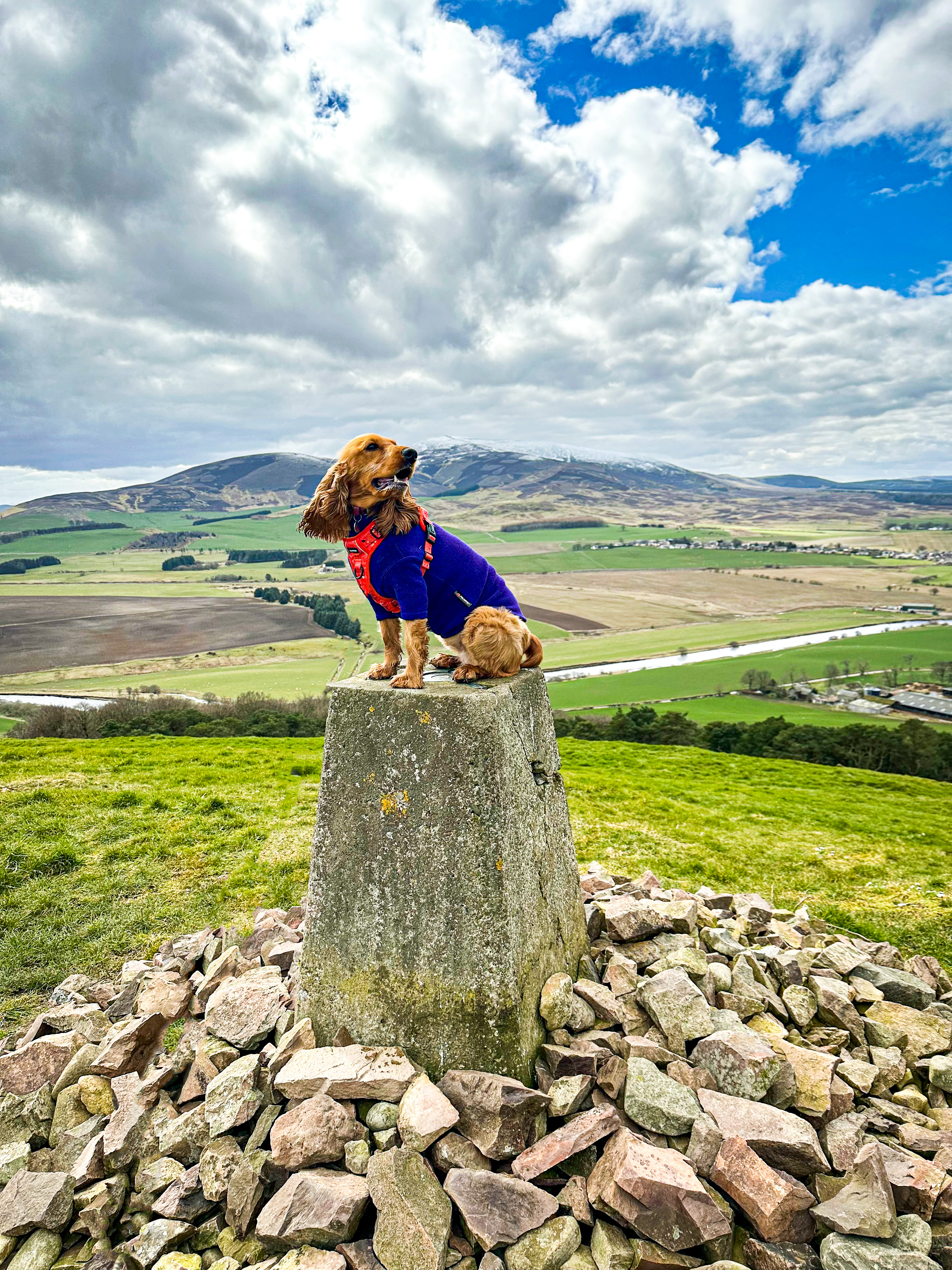 @jurathegoldencockerspaniel