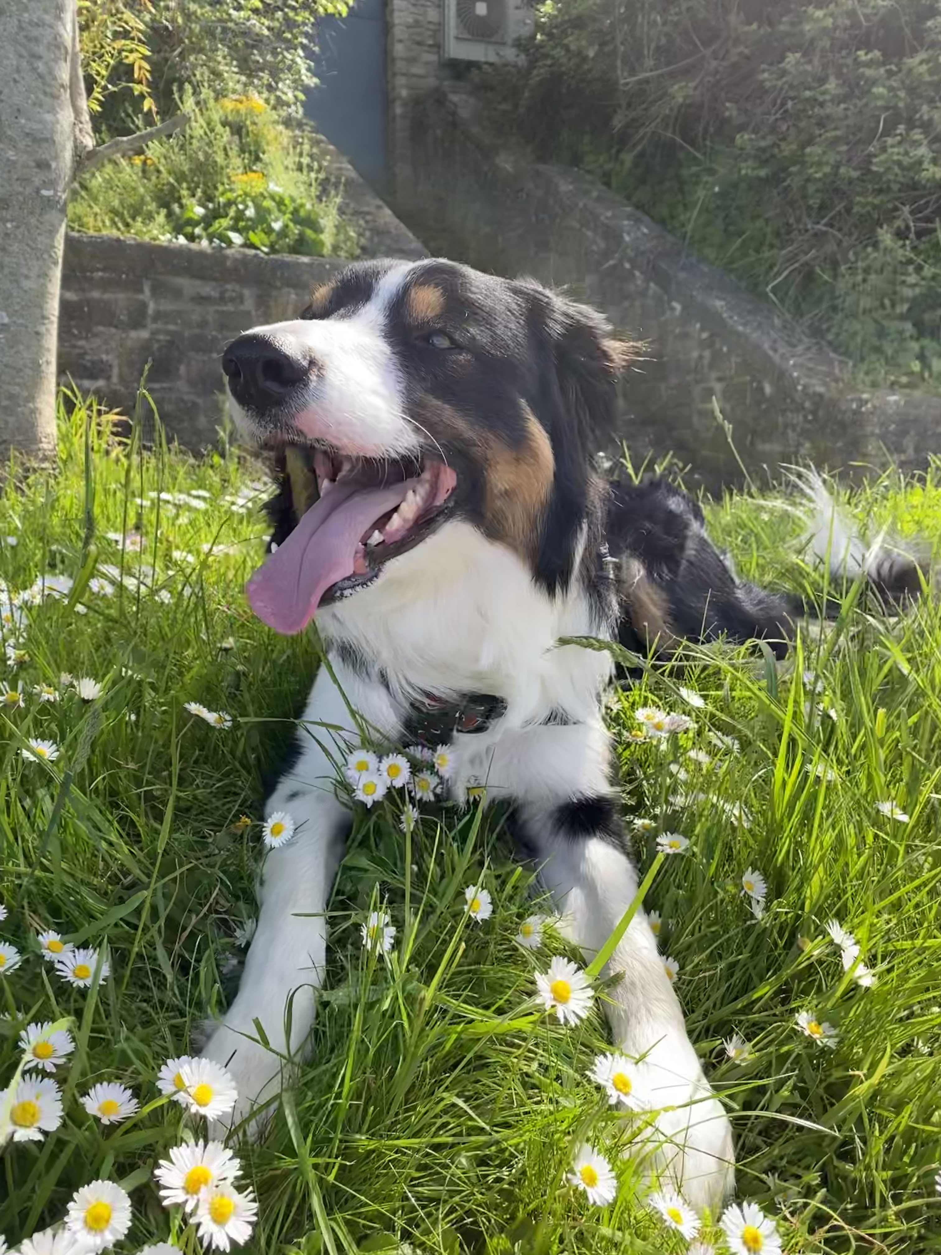 @opie-the-border-collie