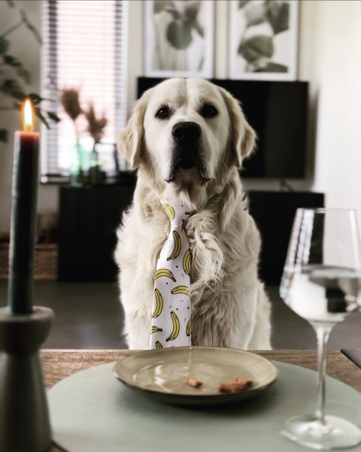 @frenkie-golden-retriever