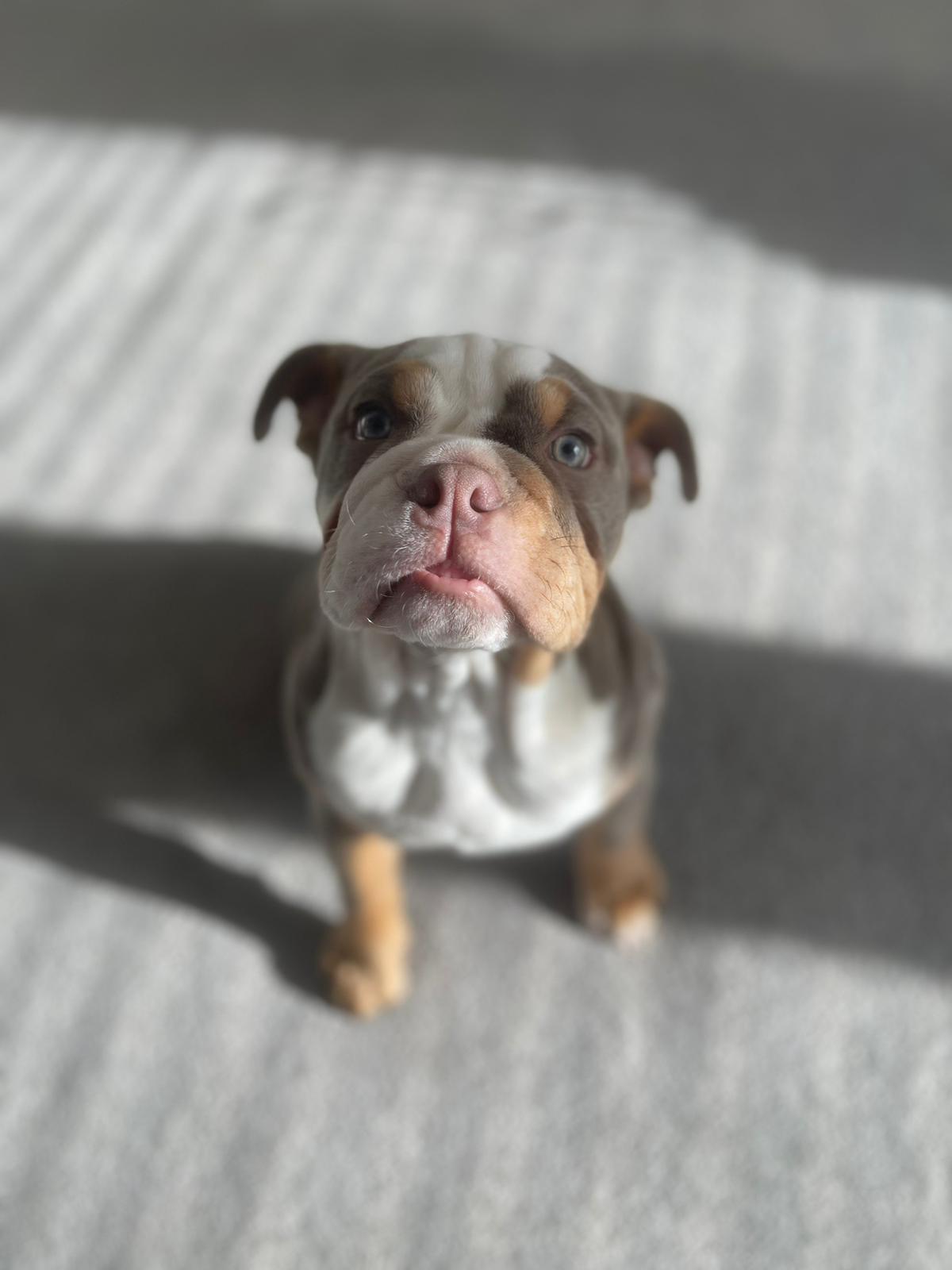 @winniethebritishbully