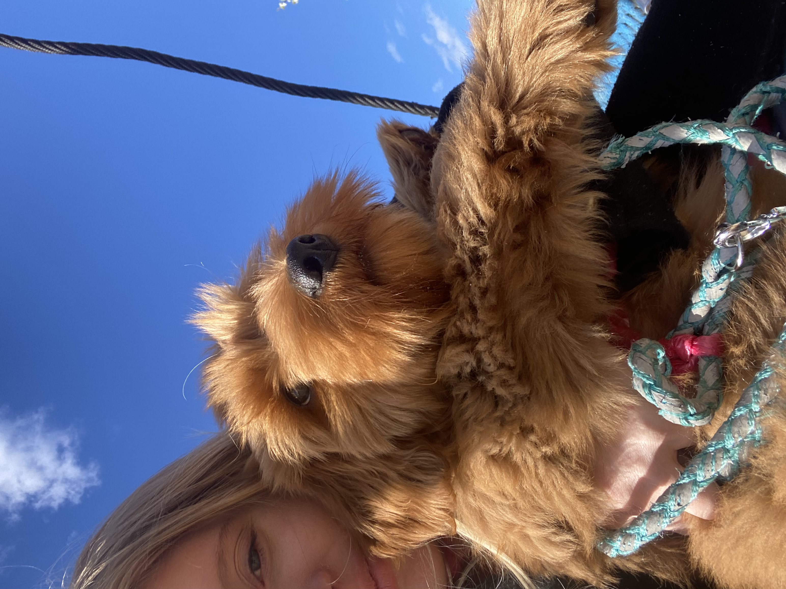 @australianlabradoodle-bodhi